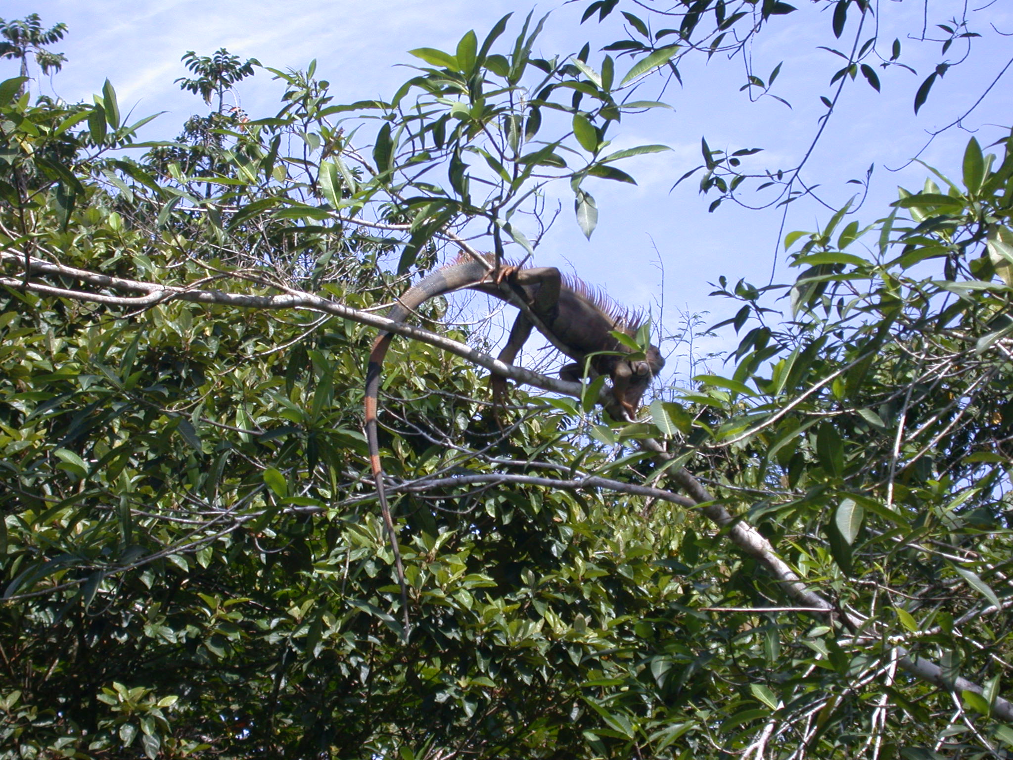 A large iguana — 20 metres (66 ft) high in a tree.
In the La Selva Biological Station (Estación Biológica La Selva).
Located in northeastern Costa Rica.