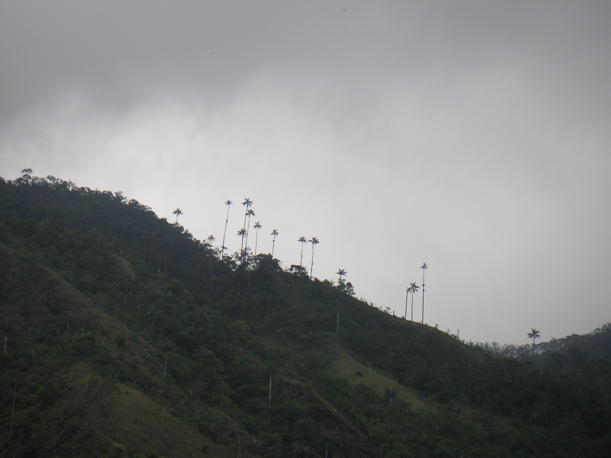 Comment: GRIN gives me three possible 'wax palms':

. Ceroxylon alpinum Bonpl. ex DC. (wax palm)
. Copernicia prunifera (Mill.) H. E. Moore (carnauba-wax palm, wax palm)
. Cyrtostachys renda Blume (sealing wax palm)
...only the first of which lives in Colombia, and they don't look much different than Google photos. Can someone confirm this is Ceroxylon alpinum? -- Ayacop 09:03, 13 October 2006 (UTC)

probably Ceroxylon quindiuense which is endemic in Colombia ([1]). --darina 07:32, 20 October 2006 (UTC)
I agree, probably Ceroxylon quindiuense see here --Esculapio 12:27, 11 March 2007 (UTC)
Description: Wachspalmen, Departamento de Quindio, Kolumbien
Source: Louise Wolff (darina), March 2005