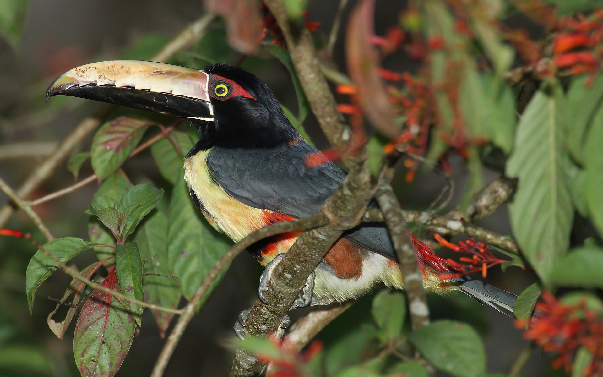 Collared Aracari -- Parque Nacional Darién, Panama -- 2008 February