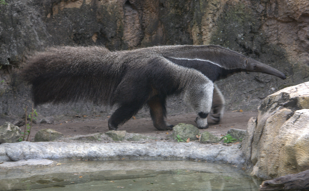 Giant anteater