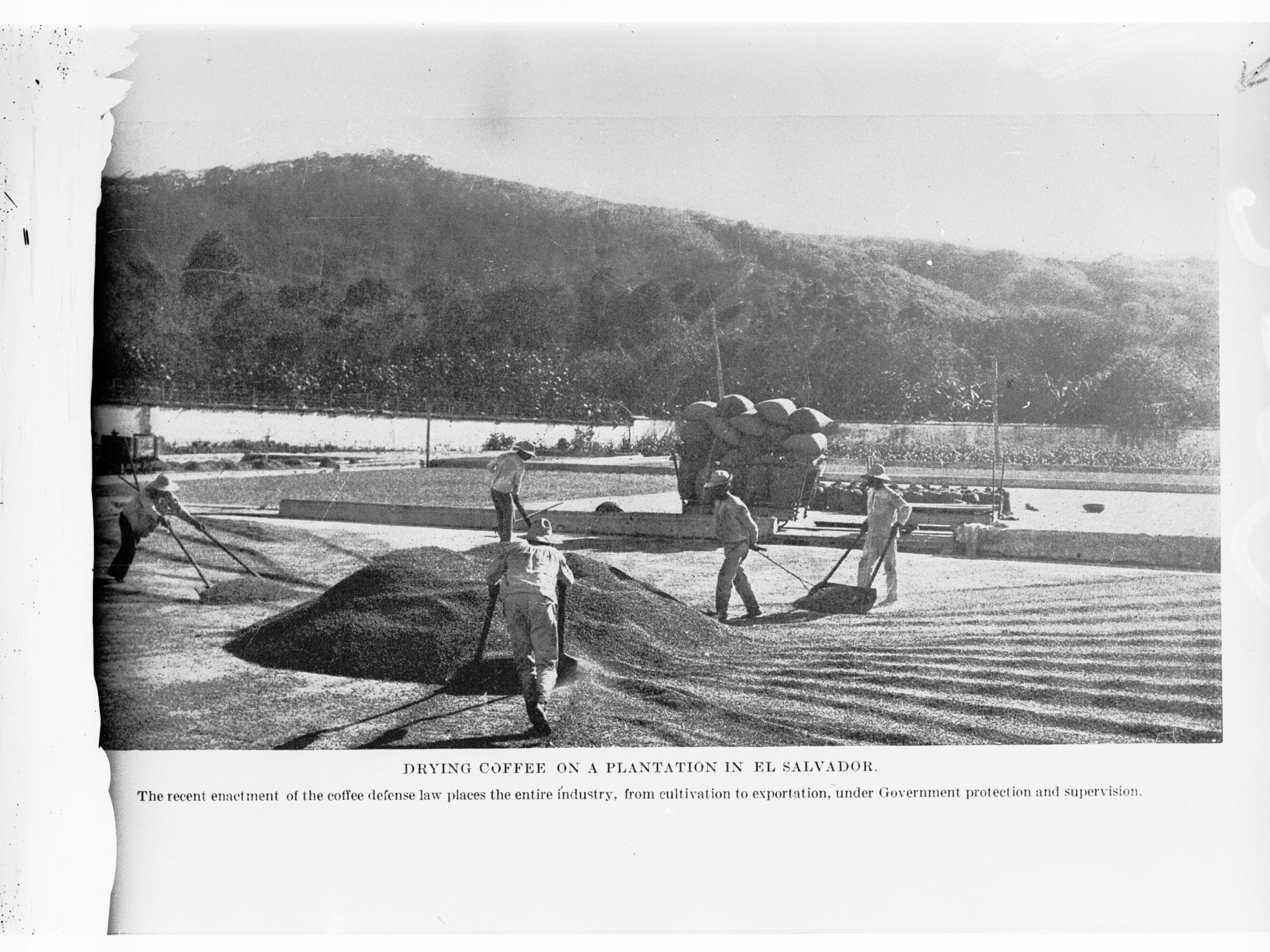 Drying coffee on a plantation in El Salvador(GN03500).jpg