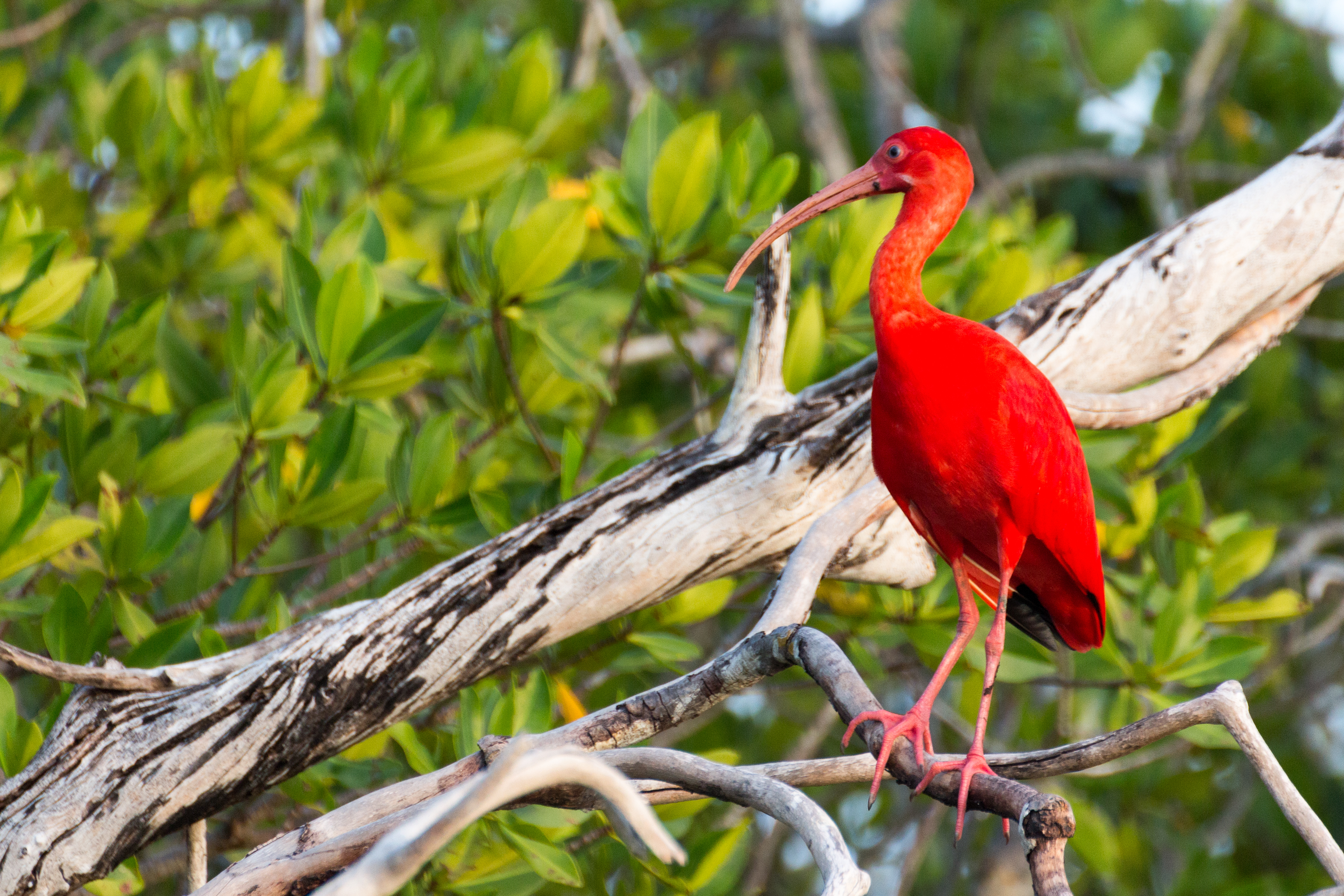 Scarlet Ibis in the Cuare Wildlife Refuge, Falcón State, Venezuela.