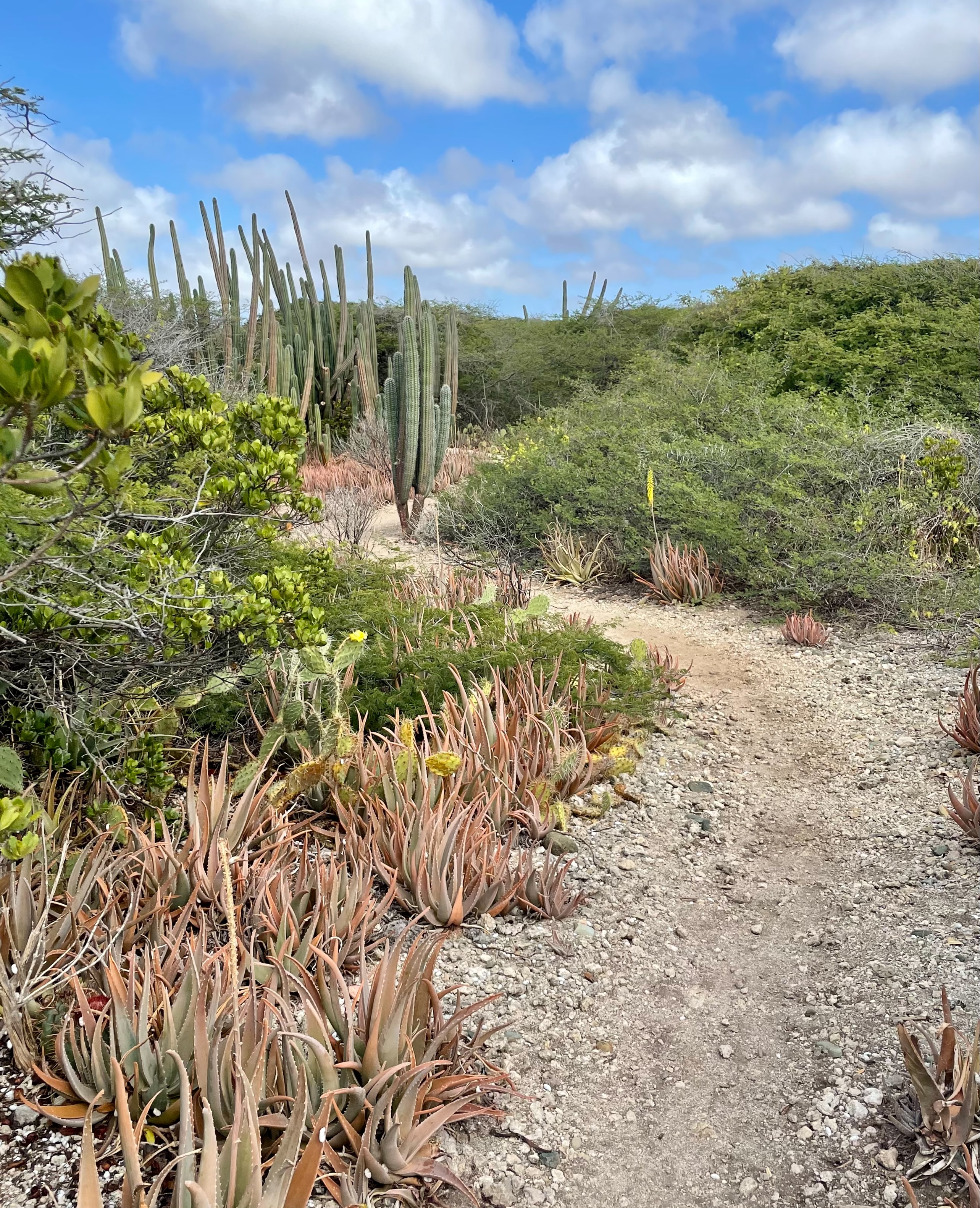 Hiking trail at Spanish Lagoon, Aruba