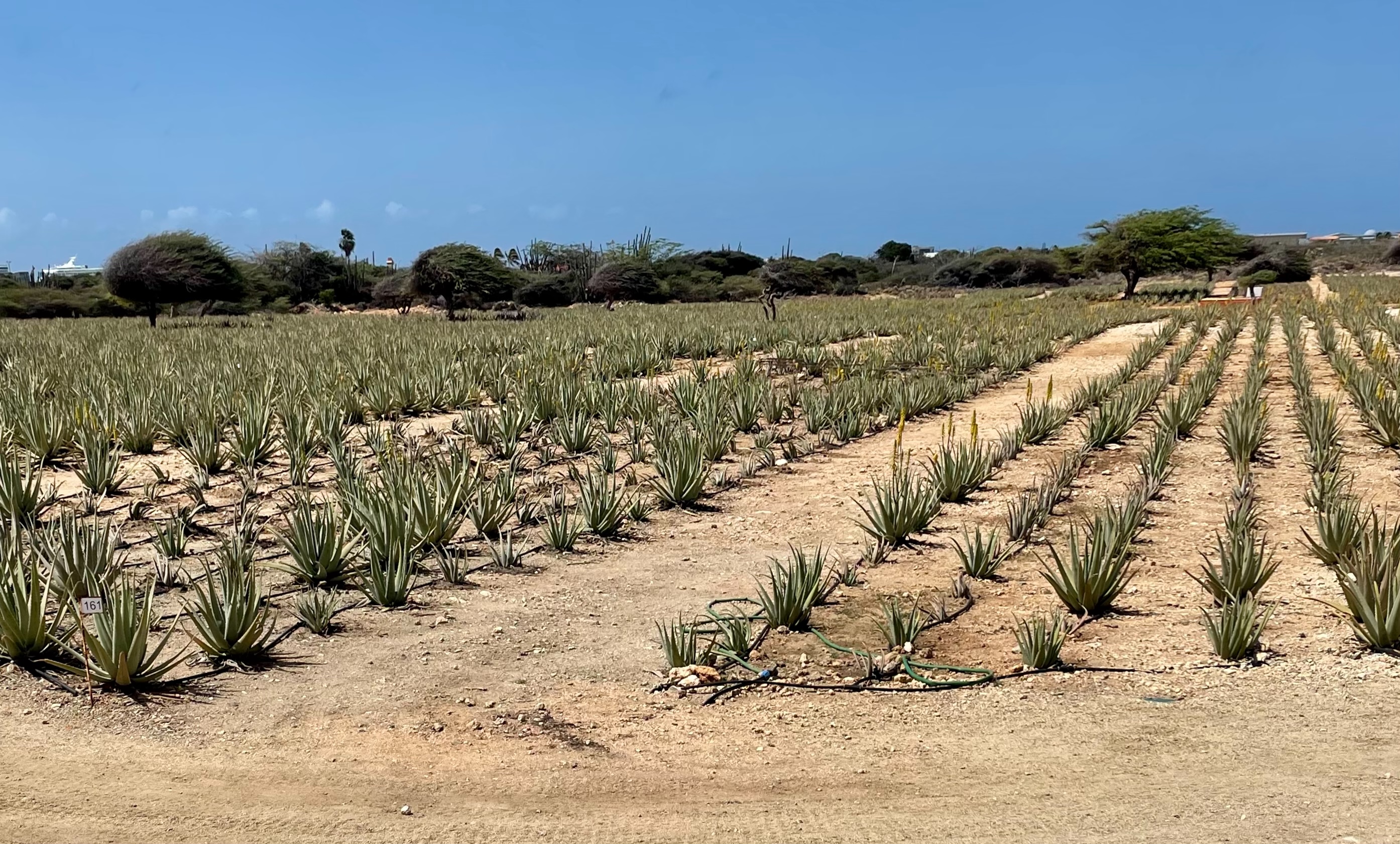 Aloe Vera plantation located next to the Aruba Aloe Factory and Museum at Hato, Aruba