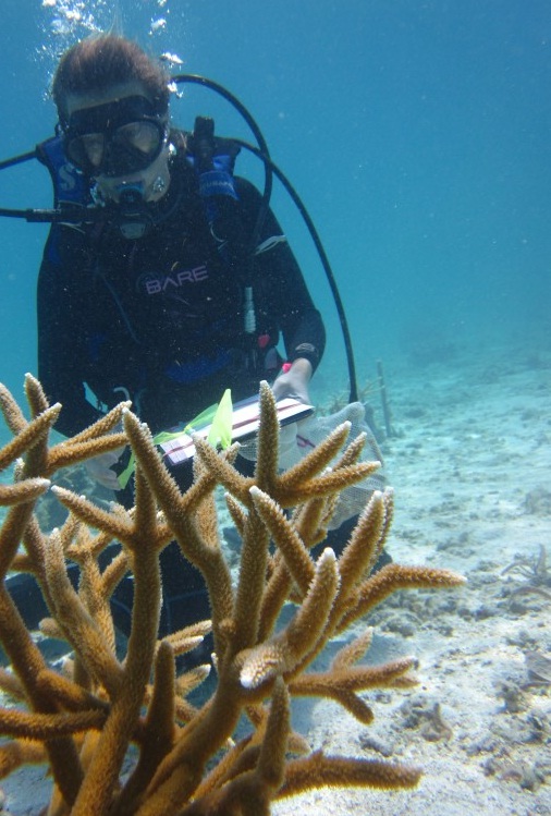 Staghorn coral cultivation