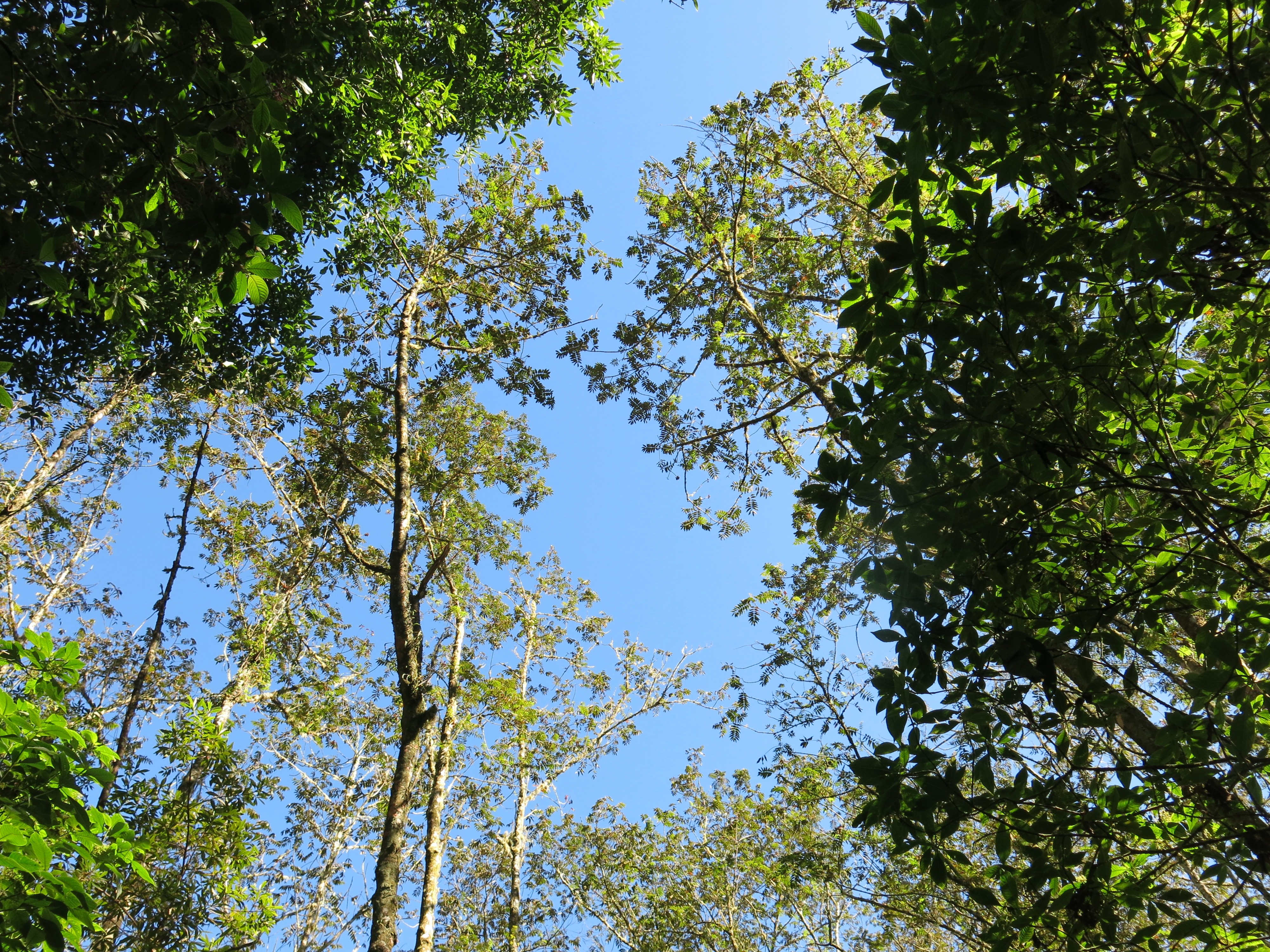 Tree in Sierra de Bahoruco National Park. Local name: Sangre de Gallo, Palo de Cotorra