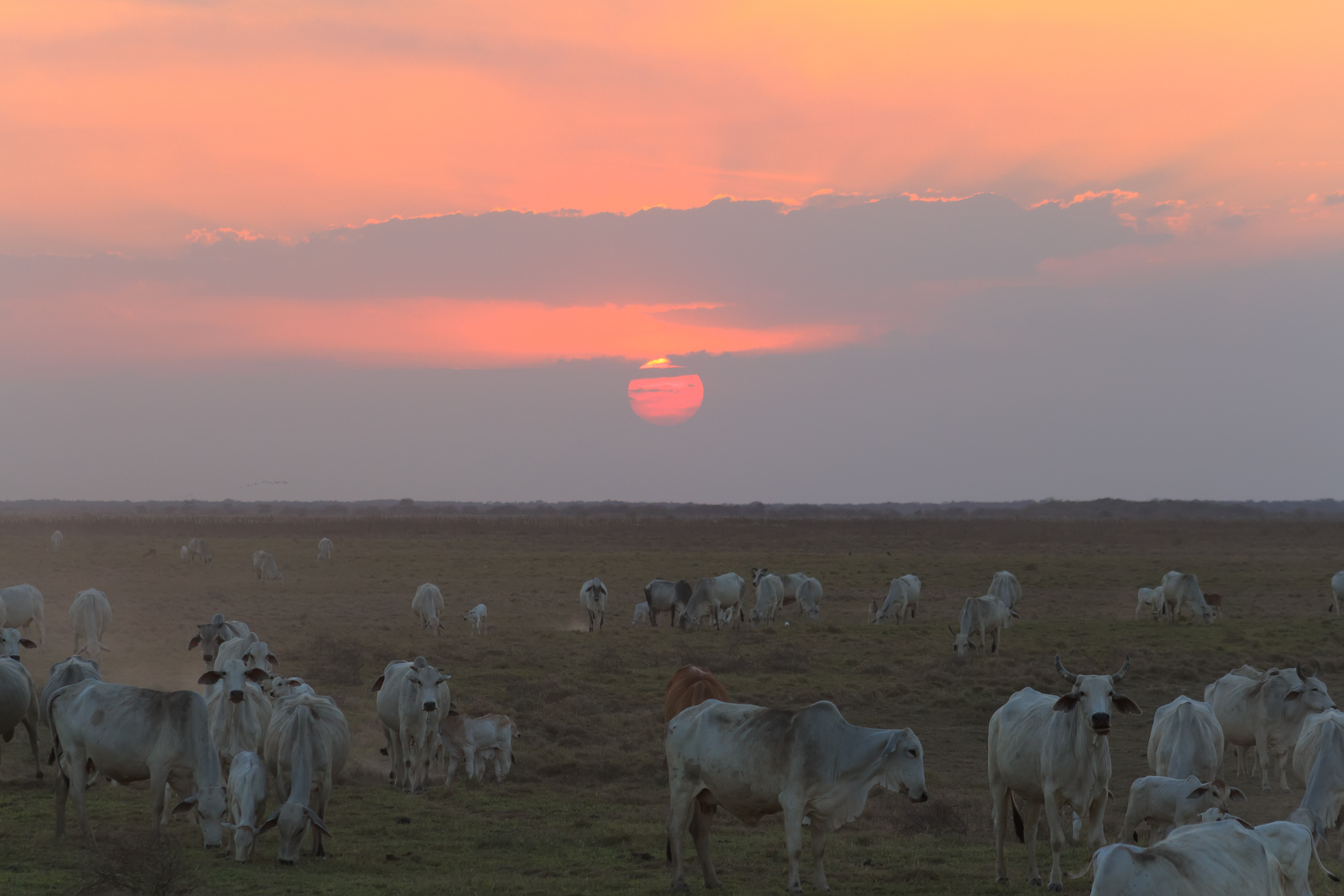 Sunset at the Hato El Cedral, Apure, Venezuela