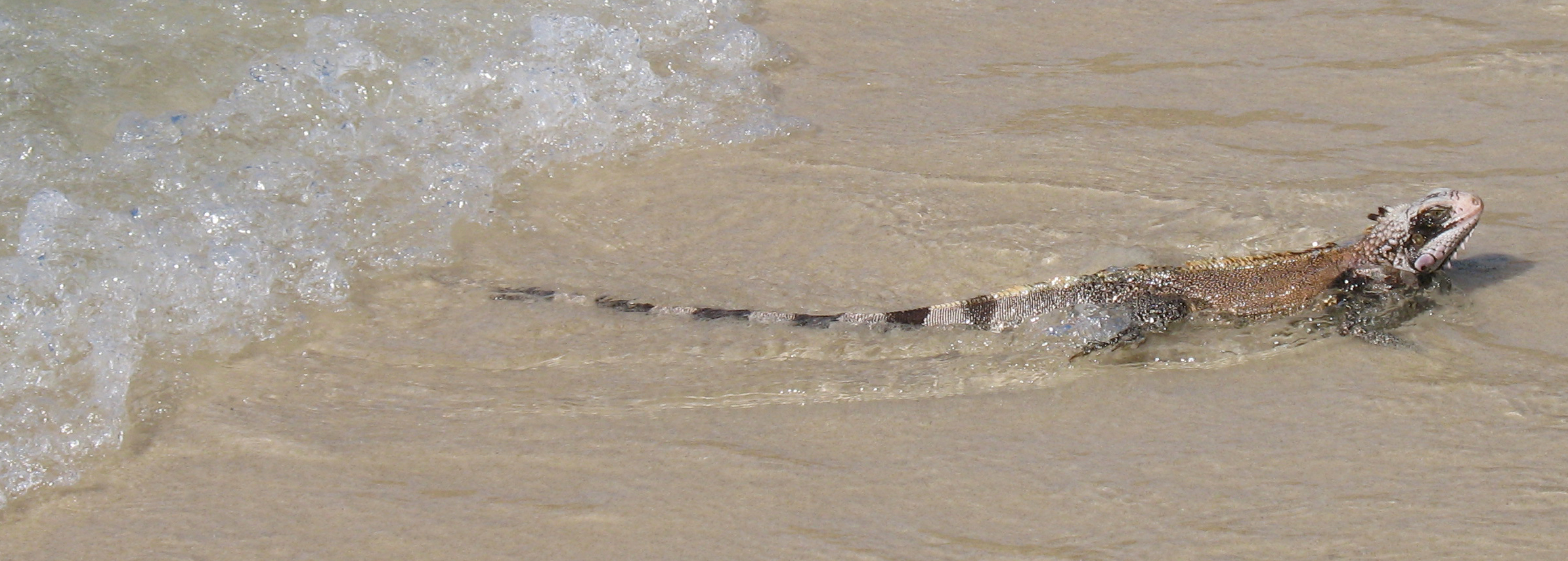 Igunana in the Ocean; Mochima National Parc, Sucre, Venezuela