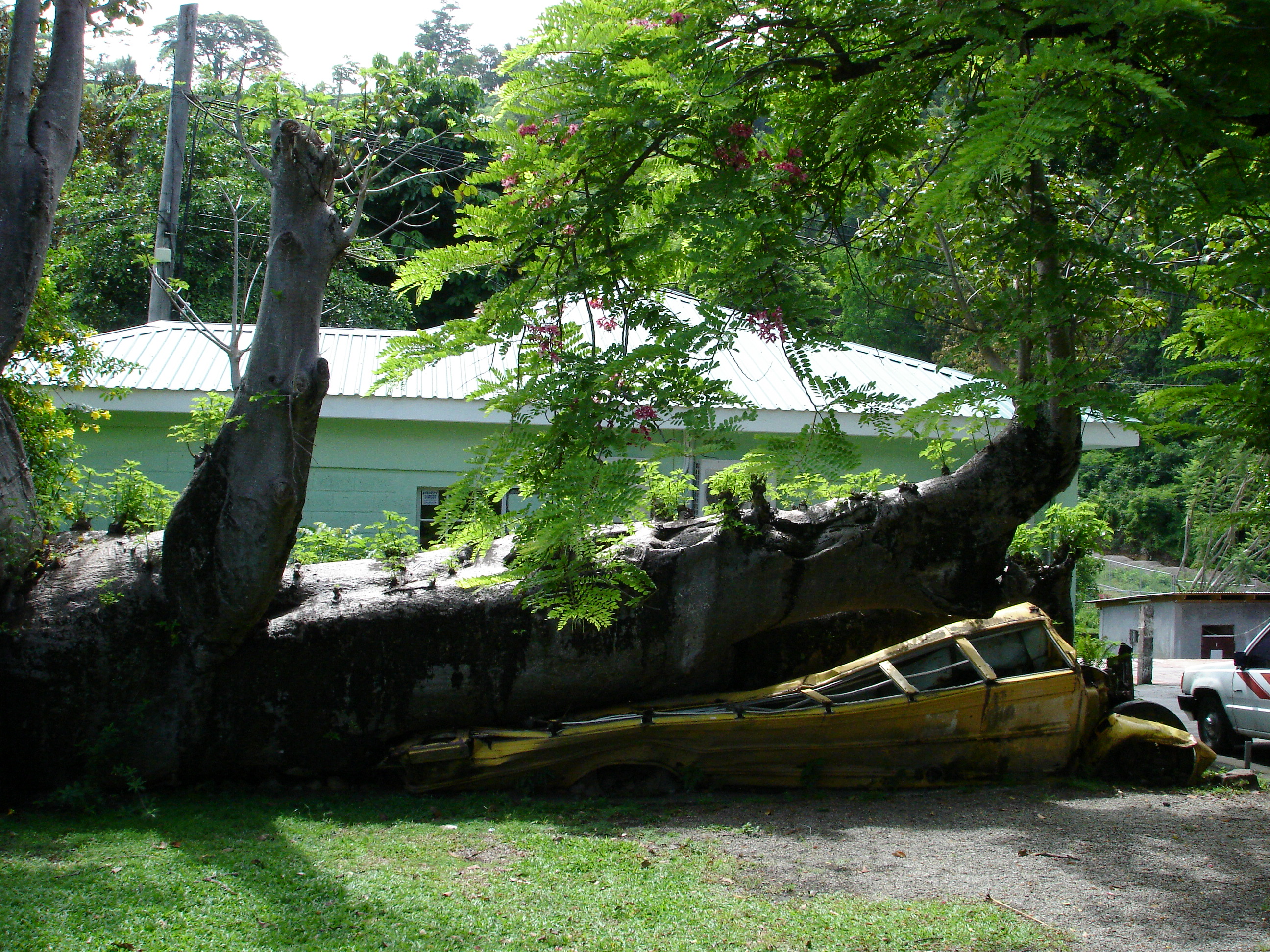 A baobab on a bus in the botanical garden in Roseau (Dominica)