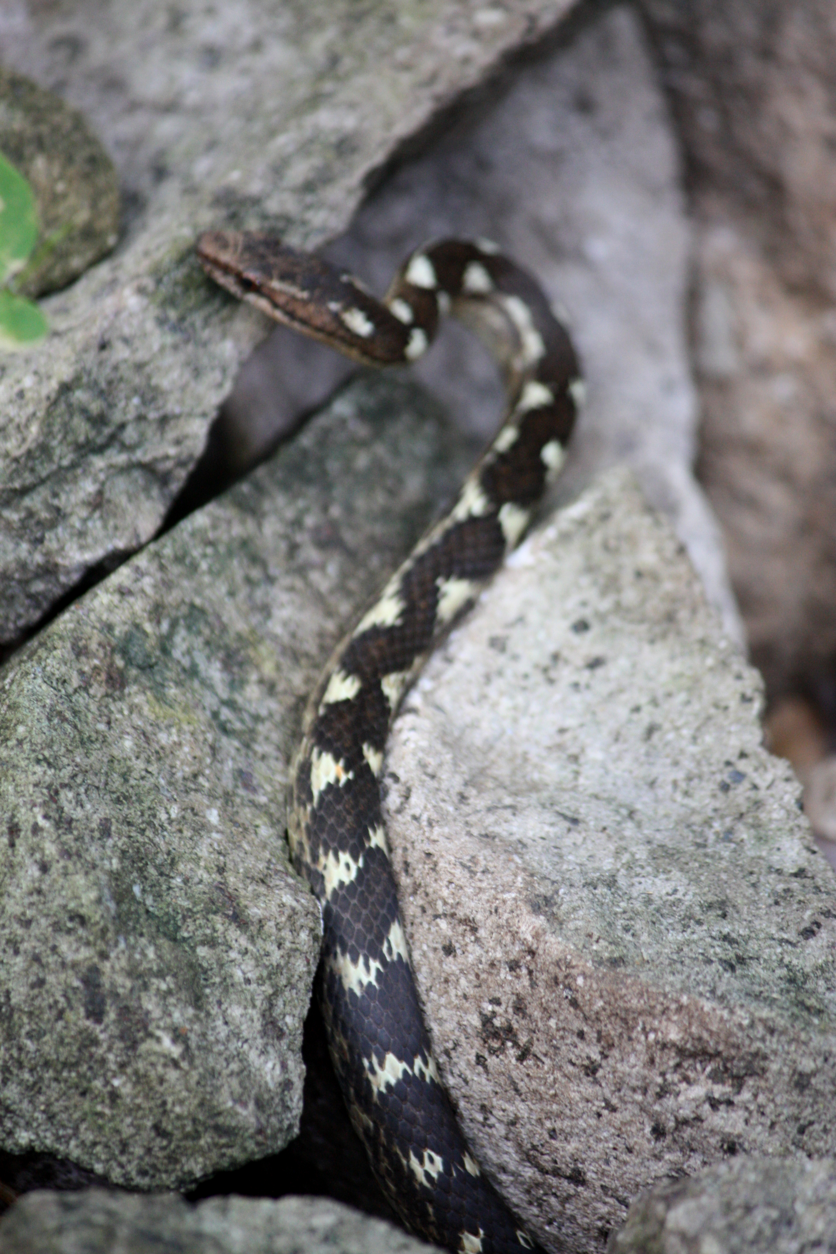 Antilles Racer (Alsophis antillensis). Cabrits National Park, Dominica.