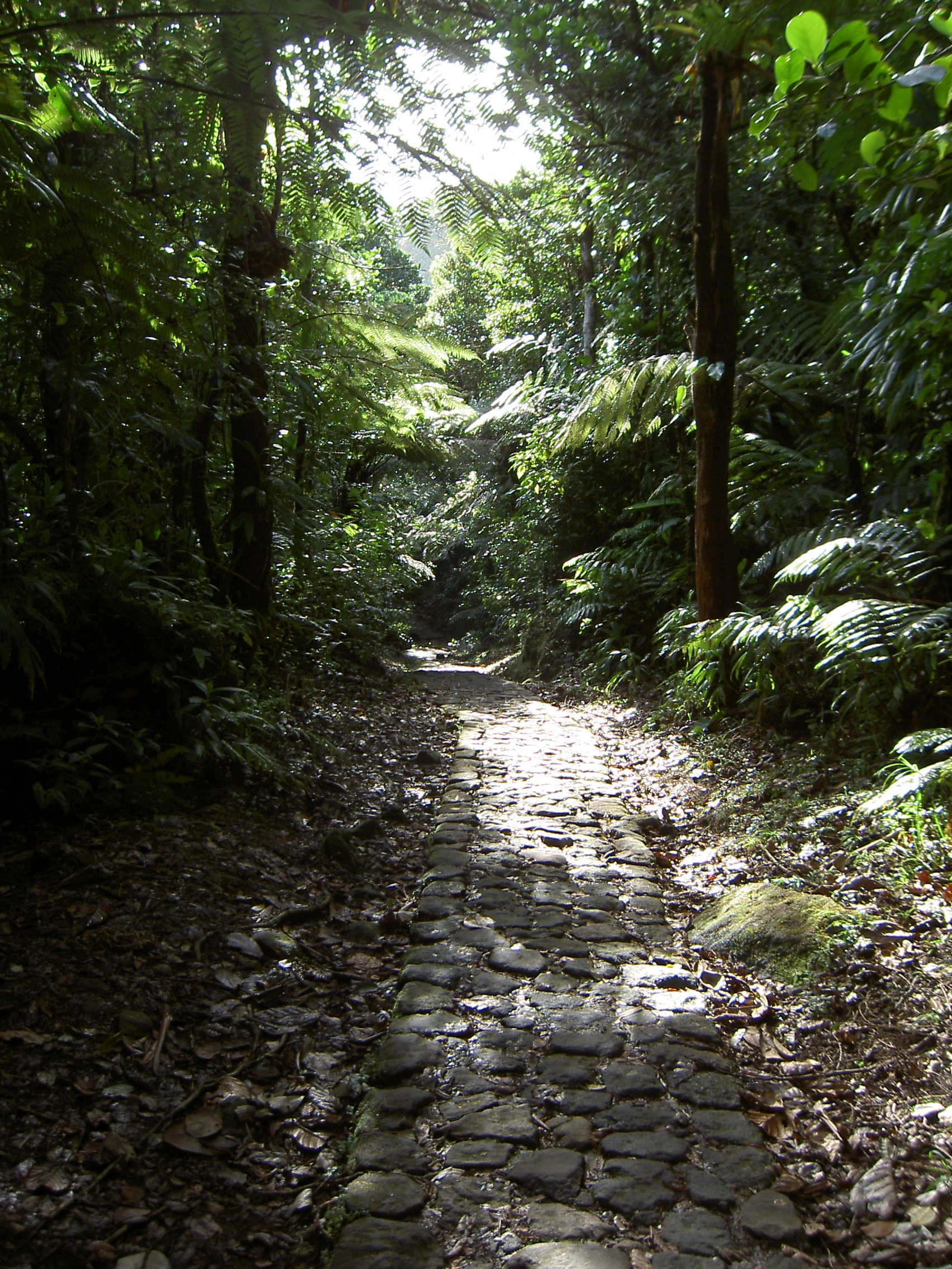Guadeloupe - Massif de la Soufrière - Chemin des bains jaunes
Guadeloupe - Soufriere massif (an active volcano - Yellow bath road