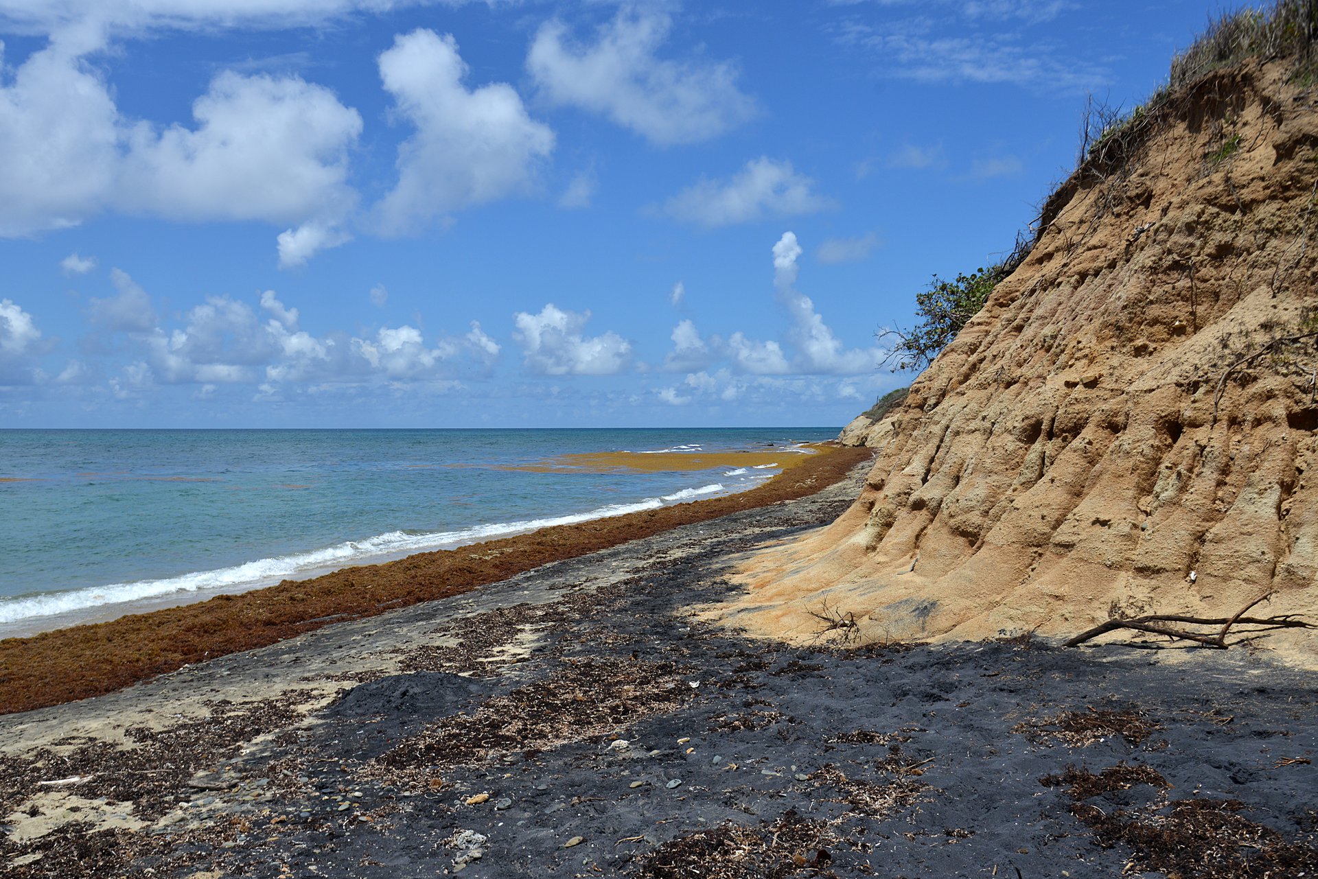 Playa Negra is a fairly narrow black sand beach near Esperanza on the island of Vieques in Puerto Rico. The black sand is very fine and gets burning hot in the sun. Lots of sargassum, seaweed from the Sargasso Sea has washed up on the beach, obscuring much of the black sand.