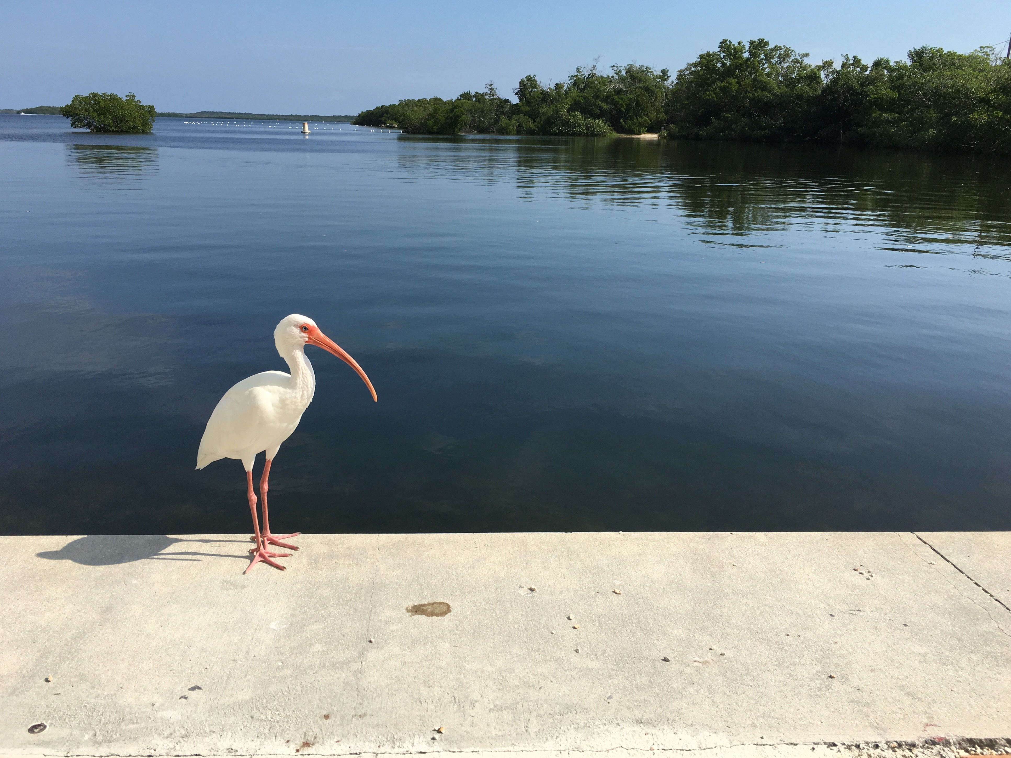 An ibis on the waterfront of Largo Sound at John E. Pennekamp Coral Reef State Park on 2018-11-26.