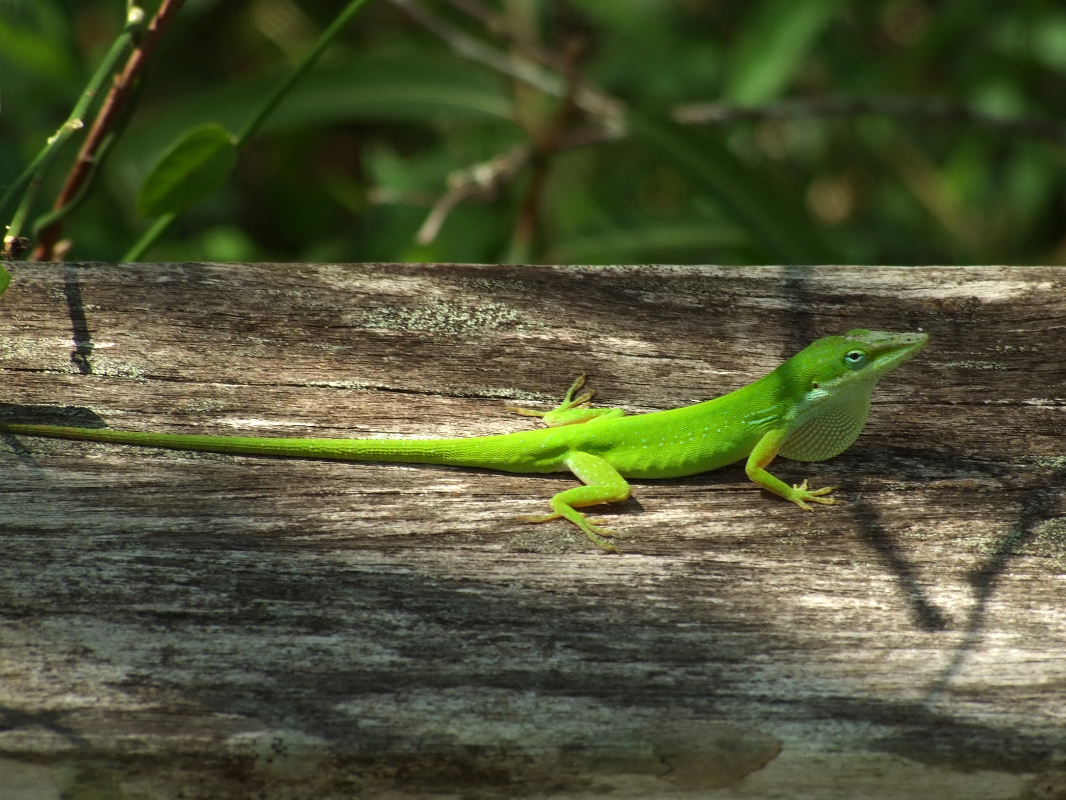 Carolina anole. Photo taken in Corkscrew Swamp Sanctuary