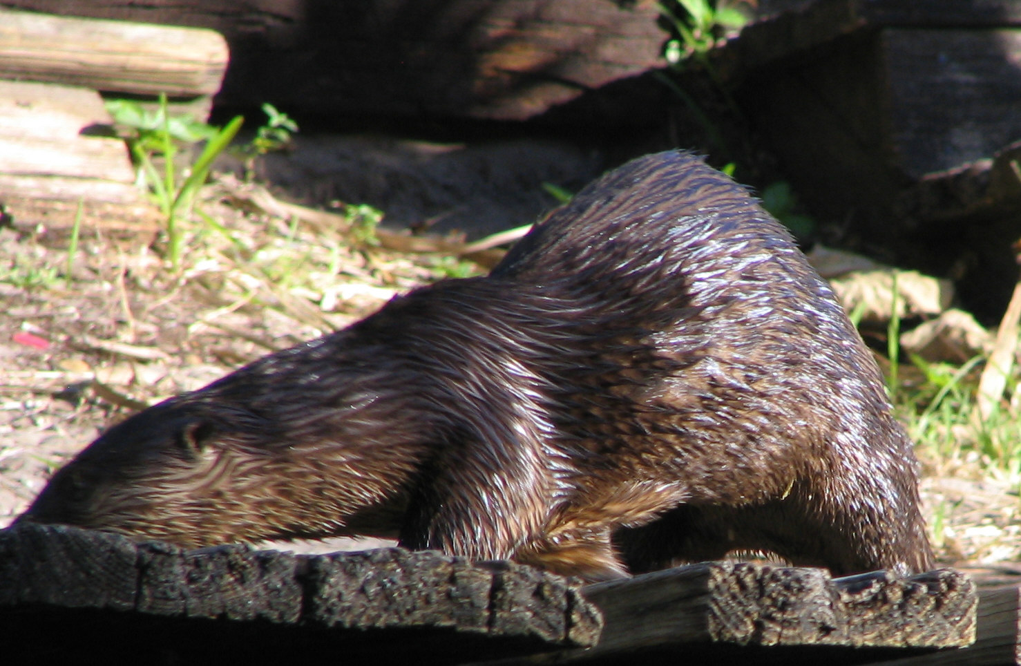 Otter visiting a Canoe Outfitter on the Estero River. Koreshan State Historic Site, Florida, United States.
