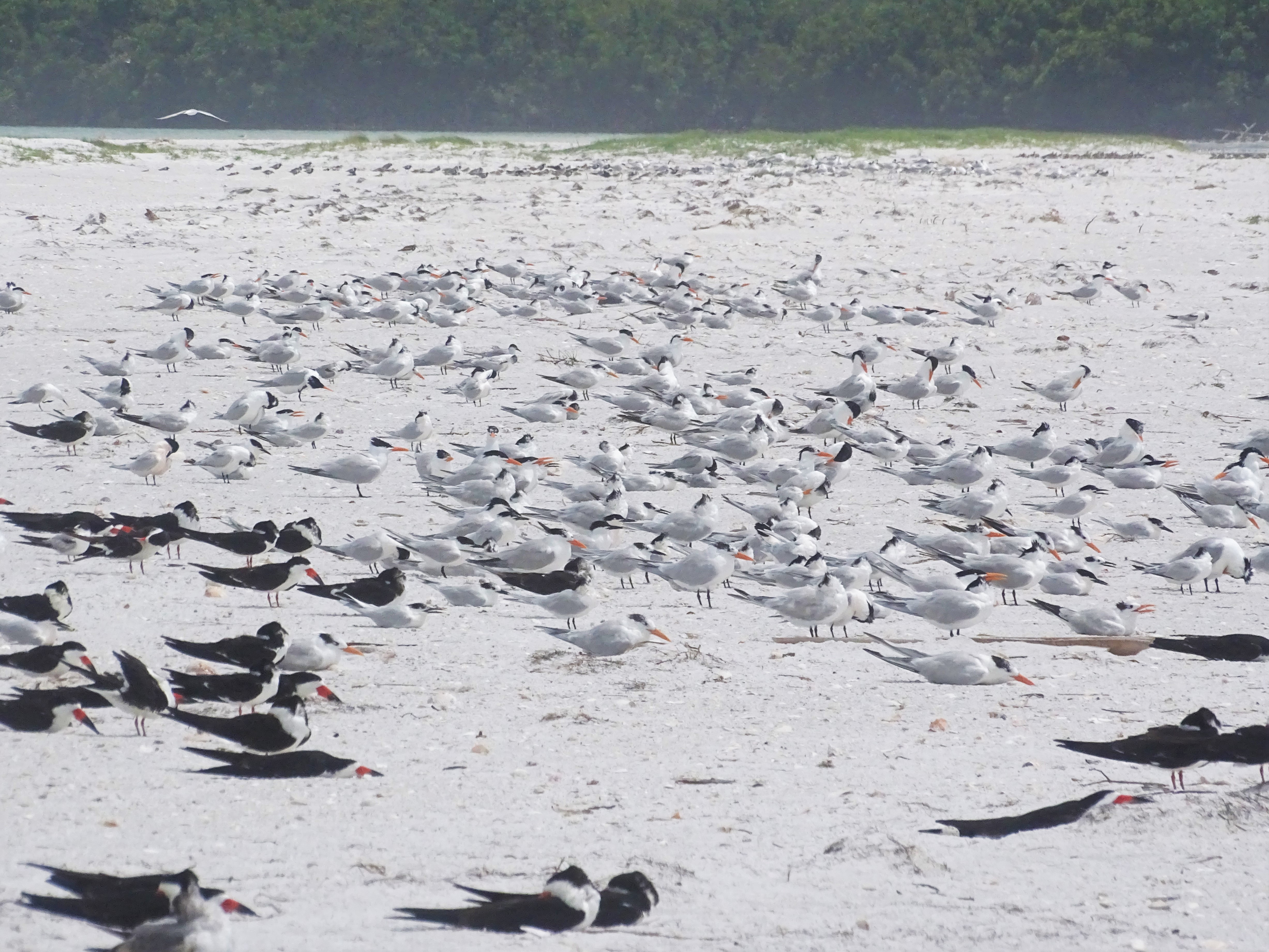 Black Skimmers Rynchops niger (black backs), Royal Terns Thalasseus maximus (pale gray backs; orange bill), and Cabot's Terns Thalasseus acuflavidus (pale gray backs, black bill); also a few distant Common Terns Sterna hirundo (small; pale gray backs) and two Laughing Gulls Leucophaeus atricilla (dark gray backs), at the protected bird area on the north beach of Fort De Soto Park in Pinellas County, Florida