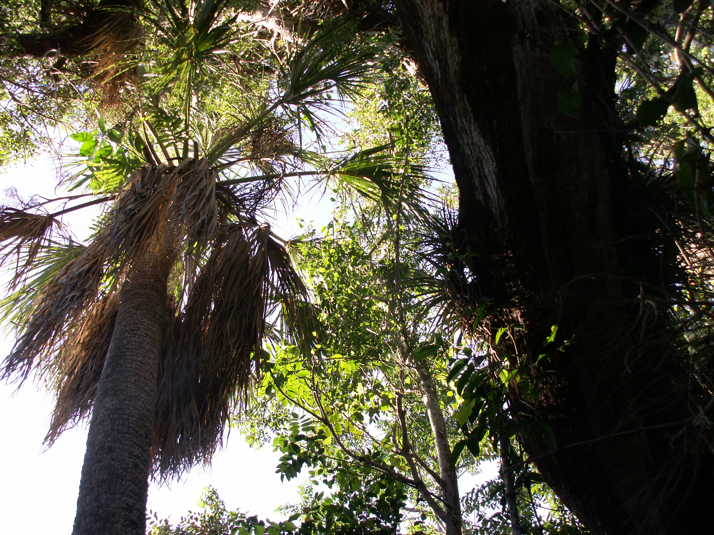 Standing inside a tropical hardwood hammock looking up, Everglades National Park, Mahogany Hammock