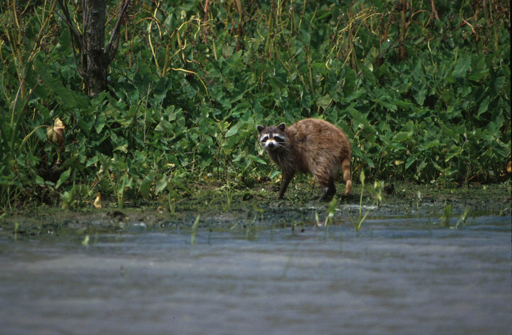 Raccoon photographed in the Delta National Wildlife Refuge in Louisiana