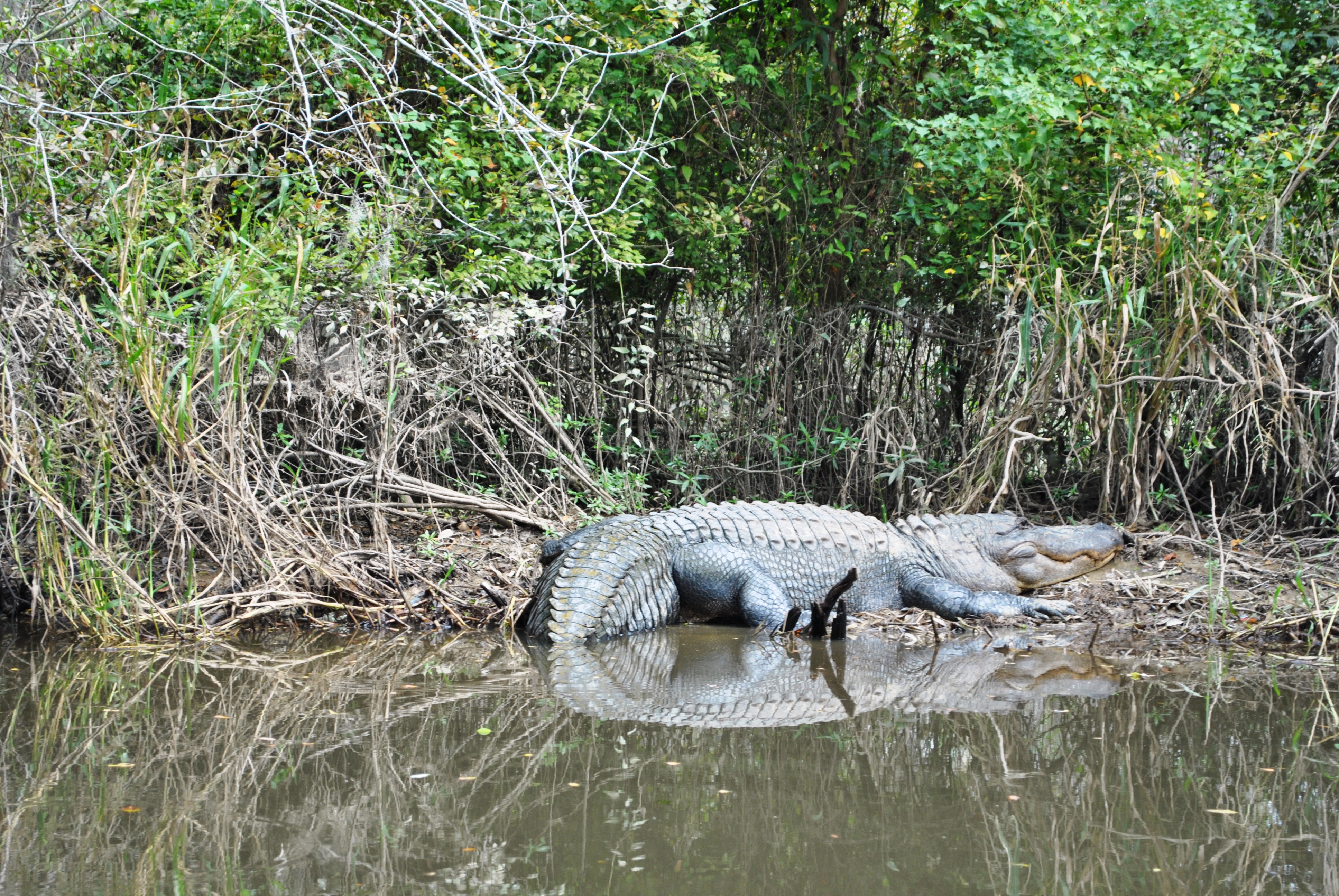 Honey Island Swamp