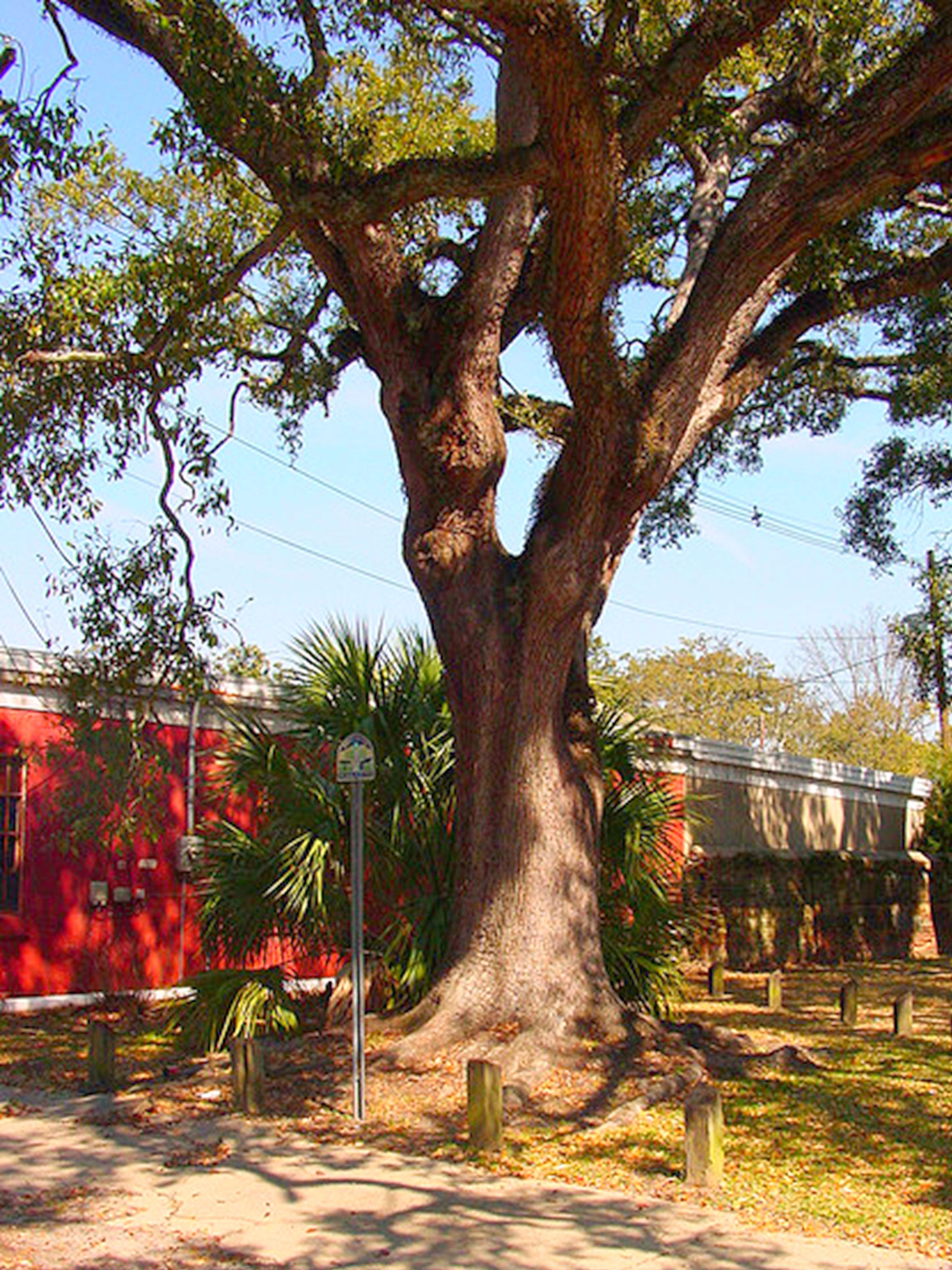 The Boyington Oak next to Church Street Cemetery in Mobile, Alabama.
