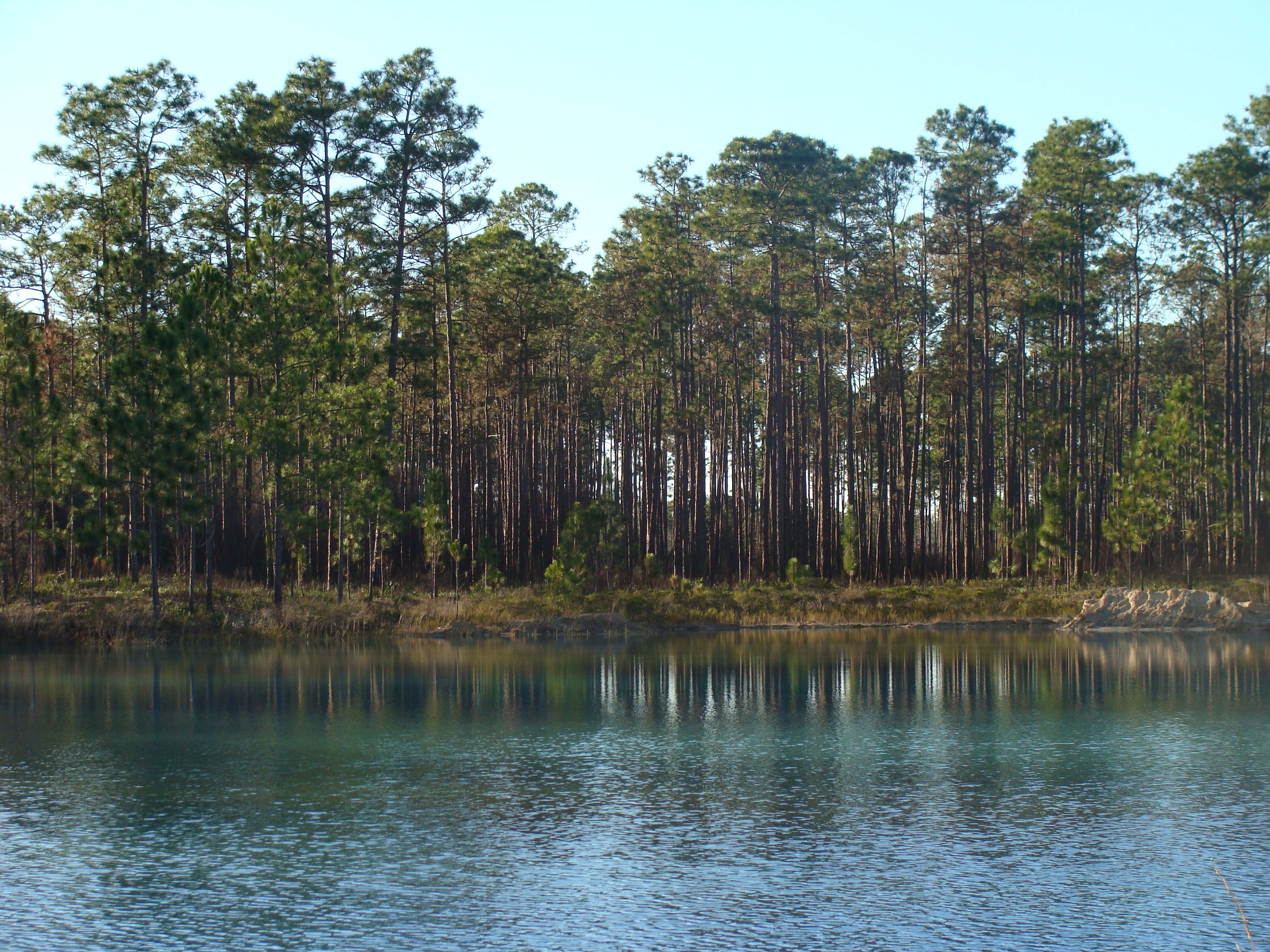 An artificial pond off of FH-13 in the Apalachicola National Forest in northern Florida.