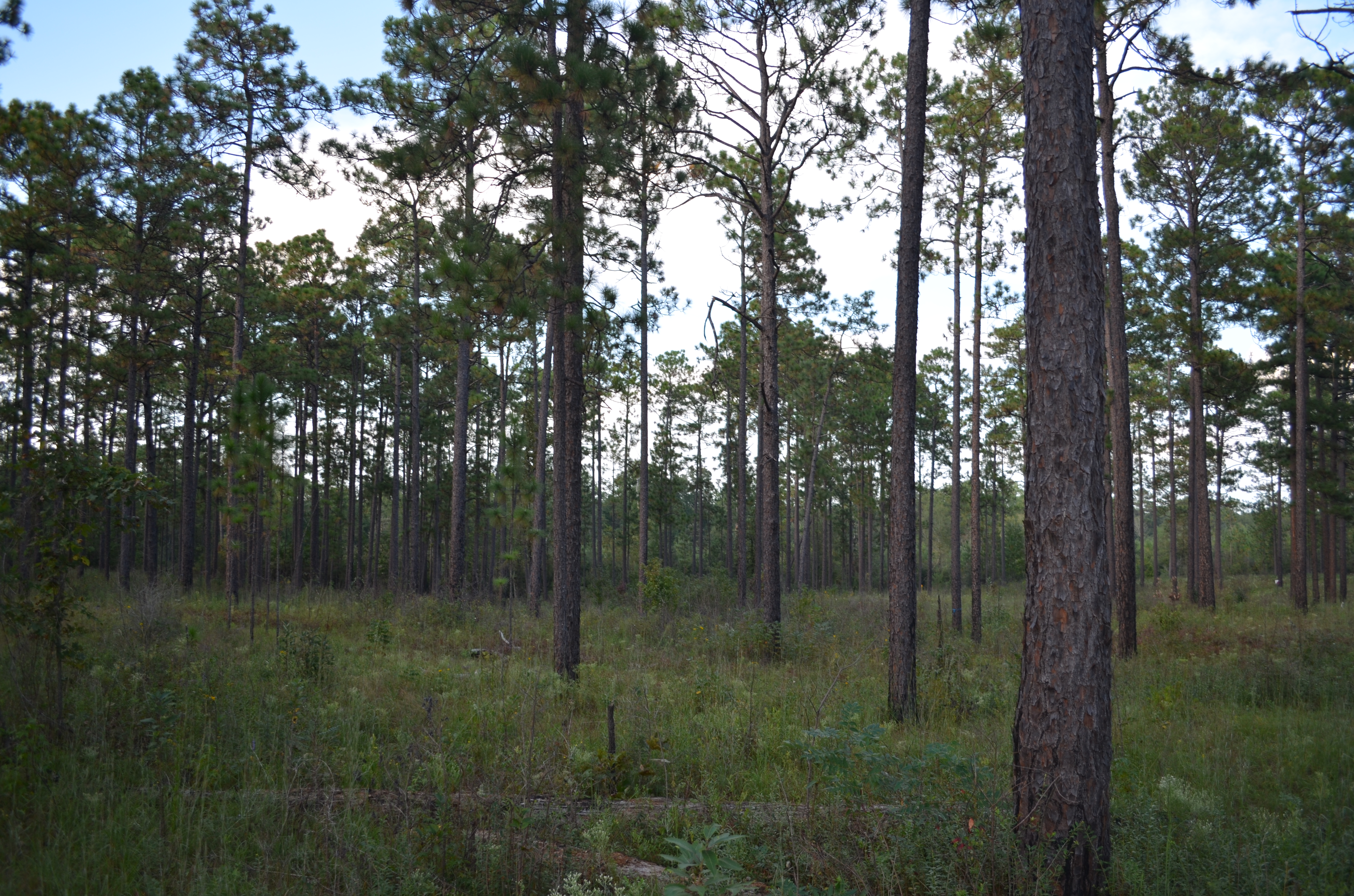 Upland longleaf pine savannah at the Lake Thoreau Environmental Center of the University of Southern Mississippi