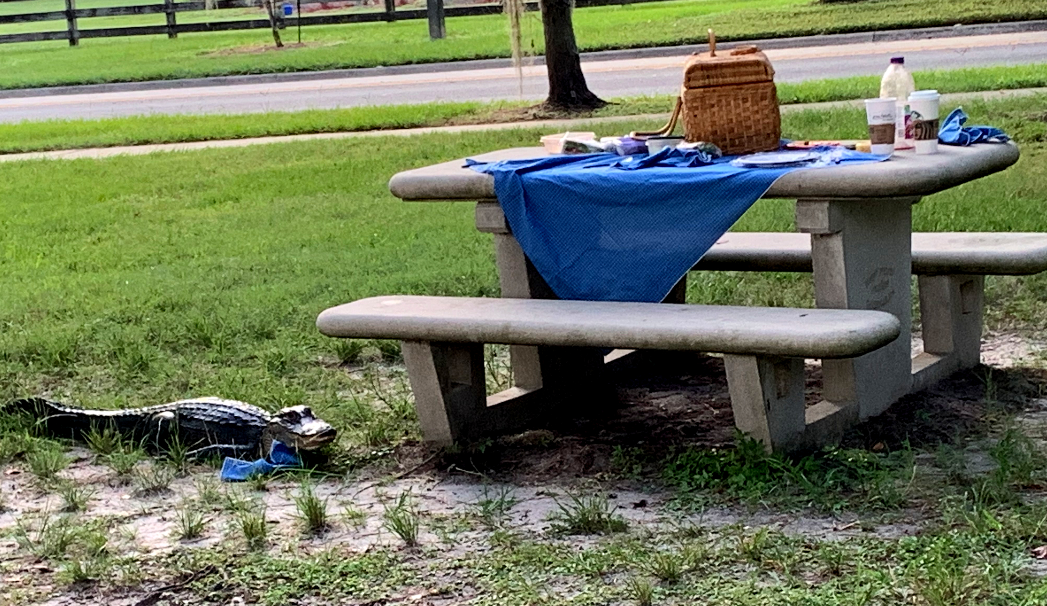 Near the northern shore of Lake Alice on the campus of the University of Florida a juvenile alligator which, having swum to the nearest approach to this picnic table, proceeded to walk up to it, presumably being accustomed to being fed, but the picnickers left at which point the alligator hissed and, being unable to climb, eventually returned to the lake.