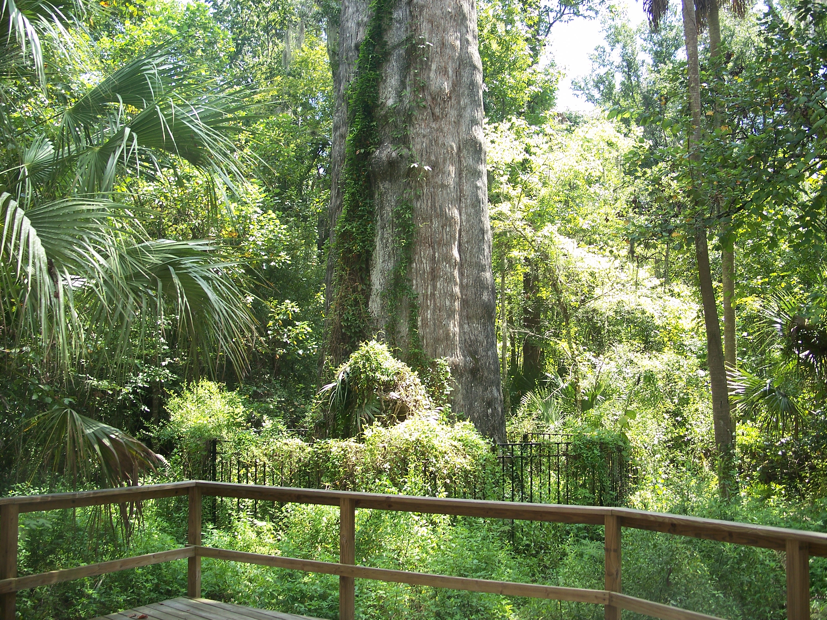 The Big Senator cypress, in Big Tree Park, in Longwood, Florida