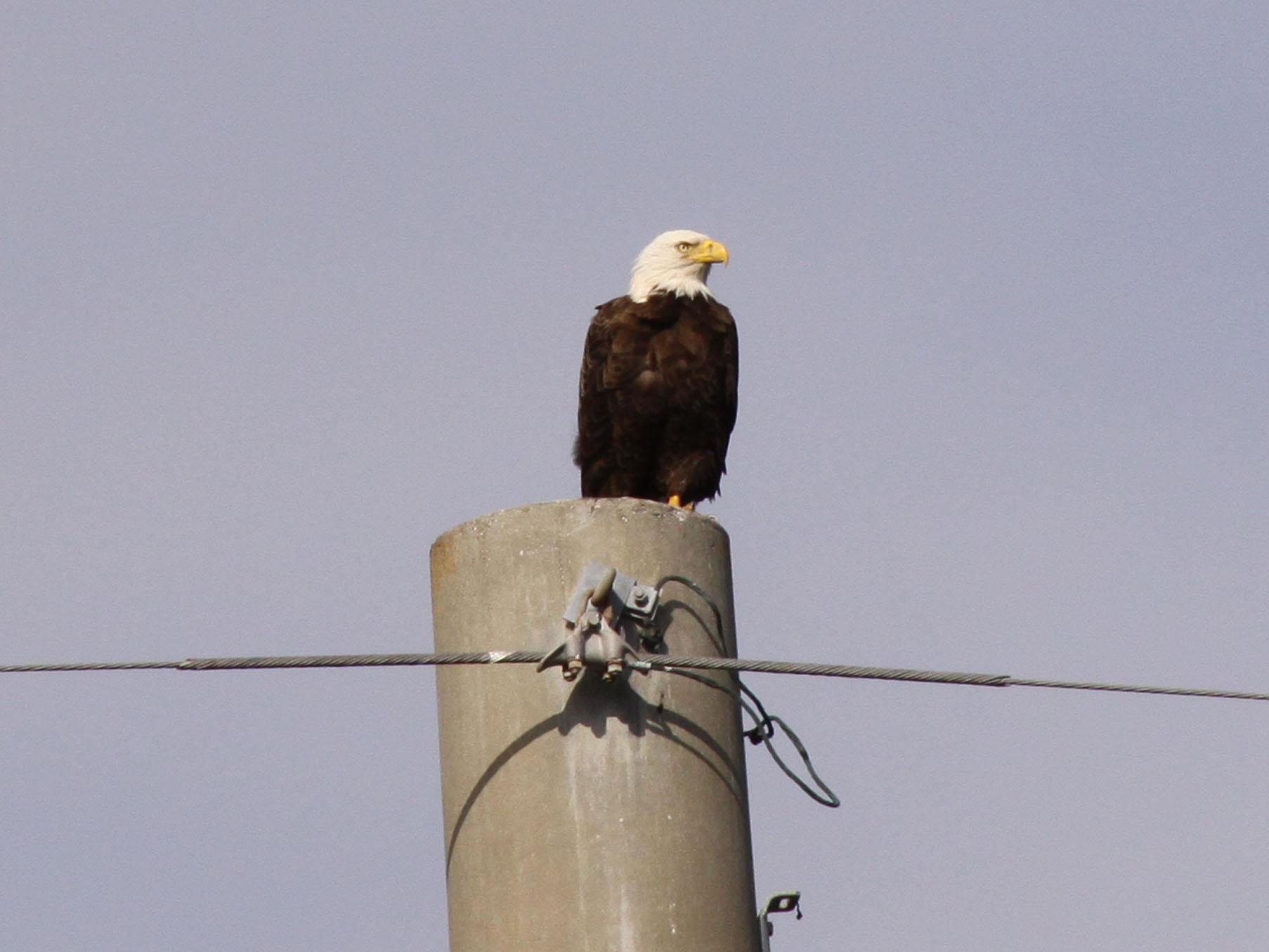 Sitting majestically atop a utility poll at NASA's Kennedy Space Centre in Florida, a bald eagle is king of all he surveys. Kennedy co-exits with the Merritt Island National Wildlife Refuge, which provides a habitat for 330 species of birds including bald eagles. A variety of other wildlife--117 kinds of fish, 65 types of amphibians and reptiles, 31 different mammals, and 1,045 species of plants--also inhabit the refuge.