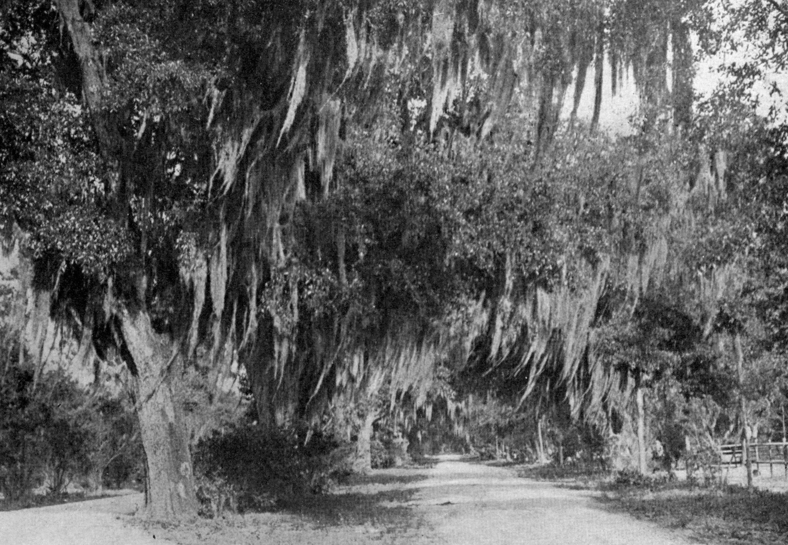 Scanned image from book by John Muir, A Thousand Mile Walk to the Gulf published in 1916 and in the Public Domain from https://archive.org/details/thousandmile00muirrich. Image has been cropped, sepia tone removed.