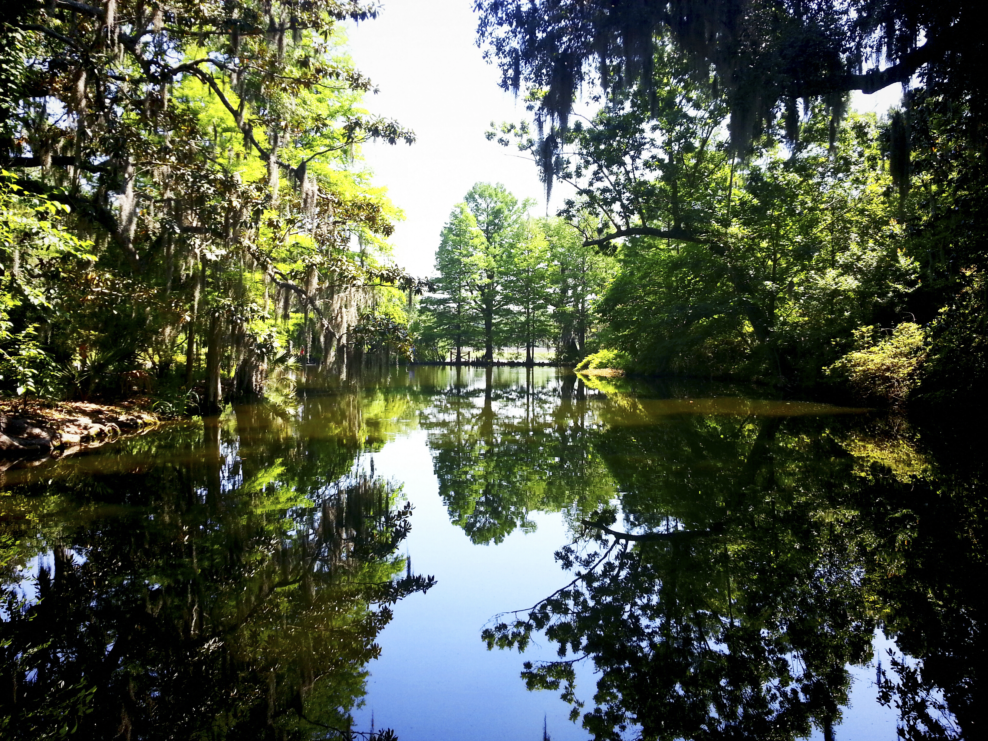 The still and mirrorlike reflecting pool flanked by cooling pines and other tall, shady trees along the walks of the formal gardens of Magnolia Plantation and Gardens.
