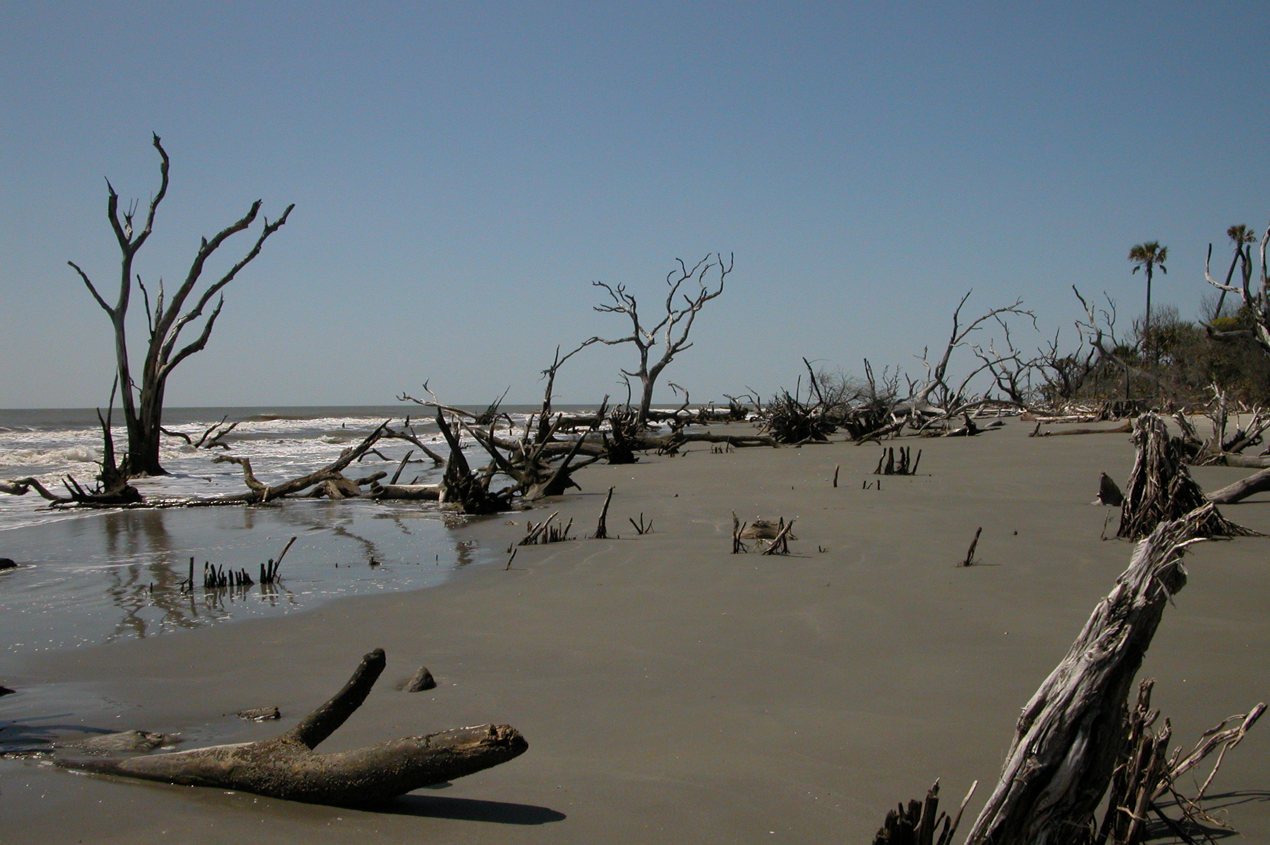 Boneyard Beach on Bulls Island, Cape Romain National WIldlife Refuge, South Carolina.