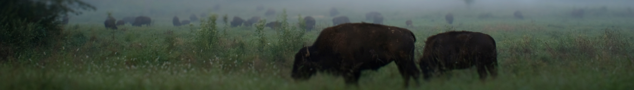 Land Between the Lakes, Kentucky, USA