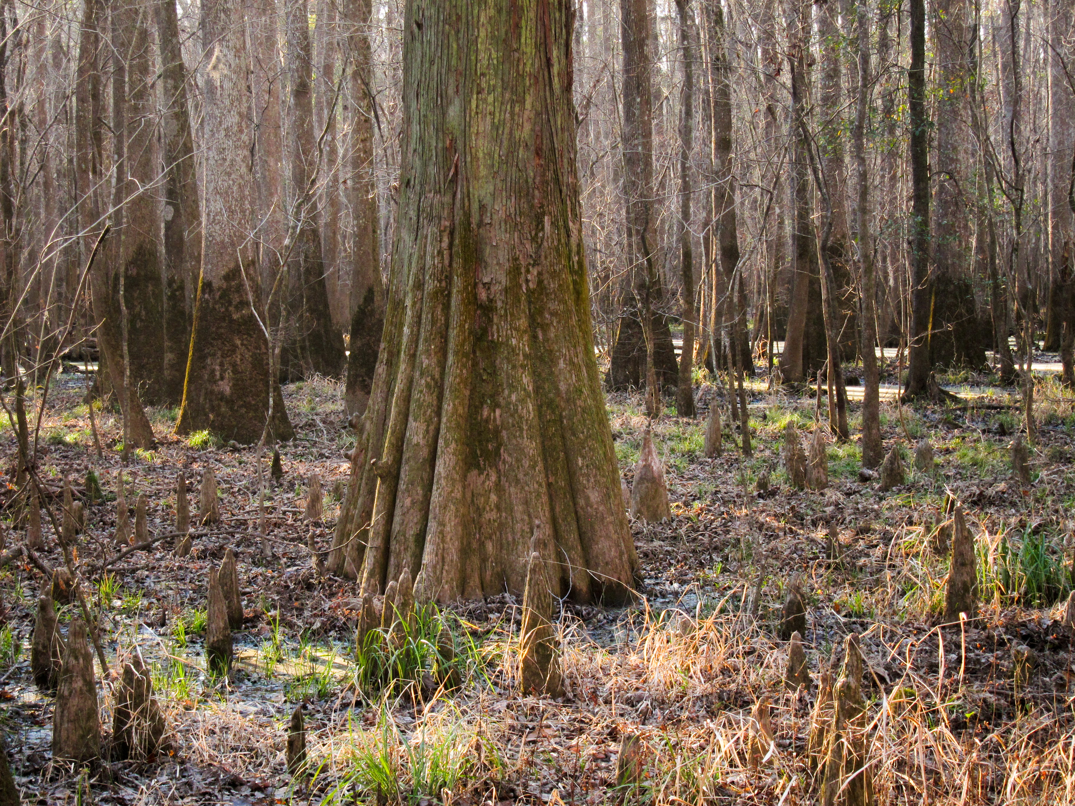 Baldcypress (Taxodium distichum) on Congaree National Park Low Boardwalk trail
