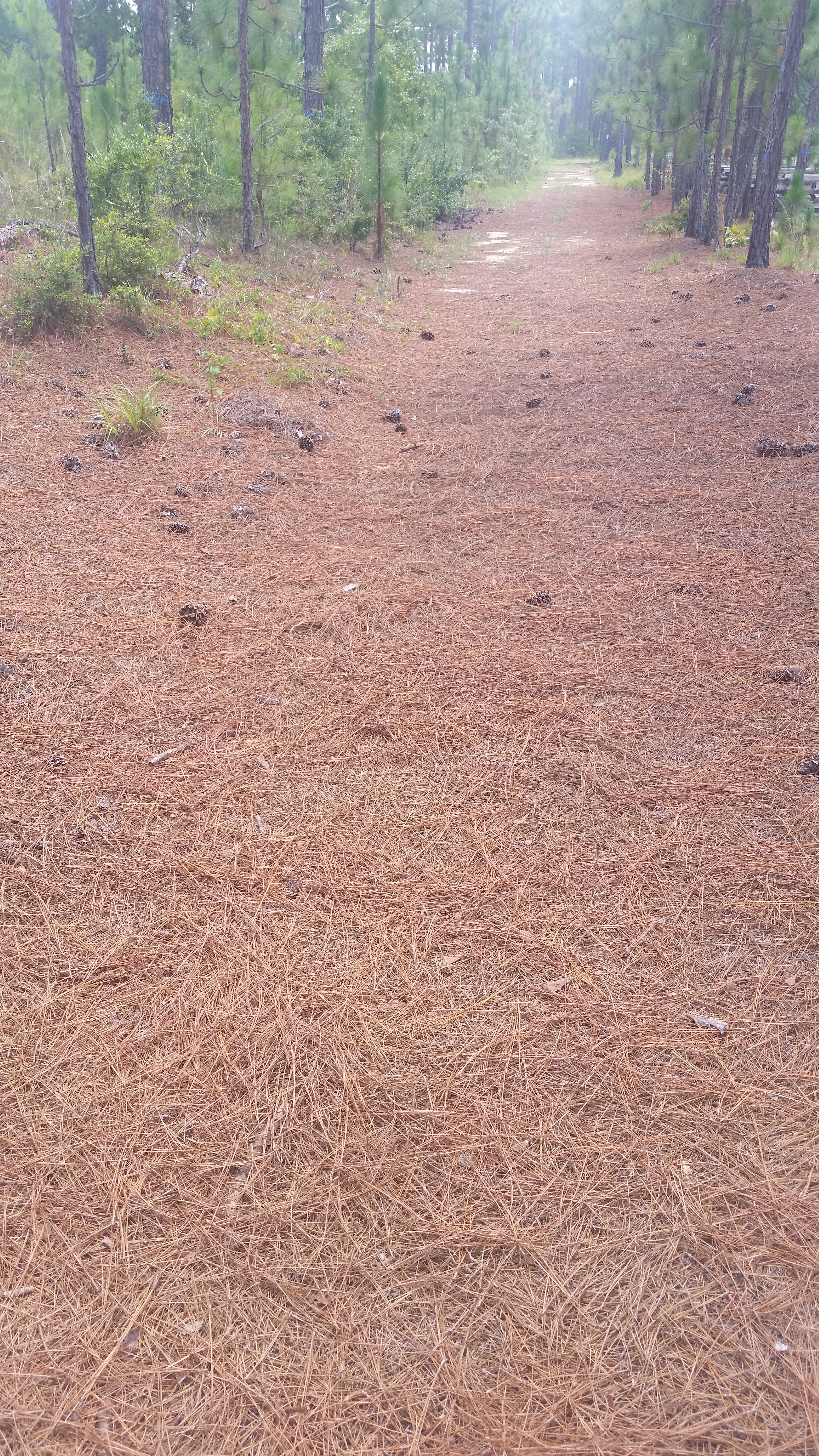 Great Wagon Road at Camden Battlefield