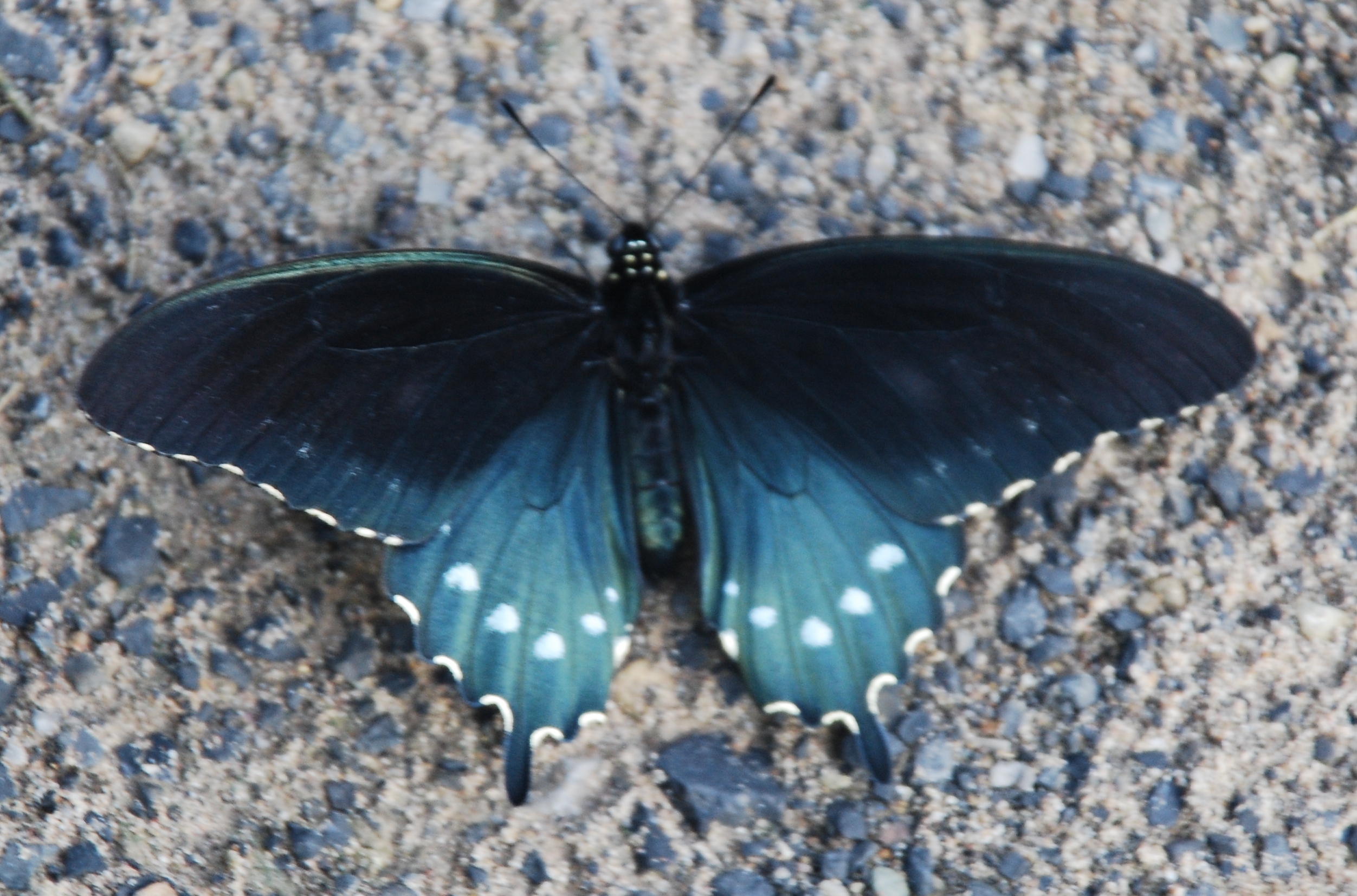 Animals of Smoke Hole Canyon: Blue Swallowtail Battus philenor buterfly at Big Bend Campground