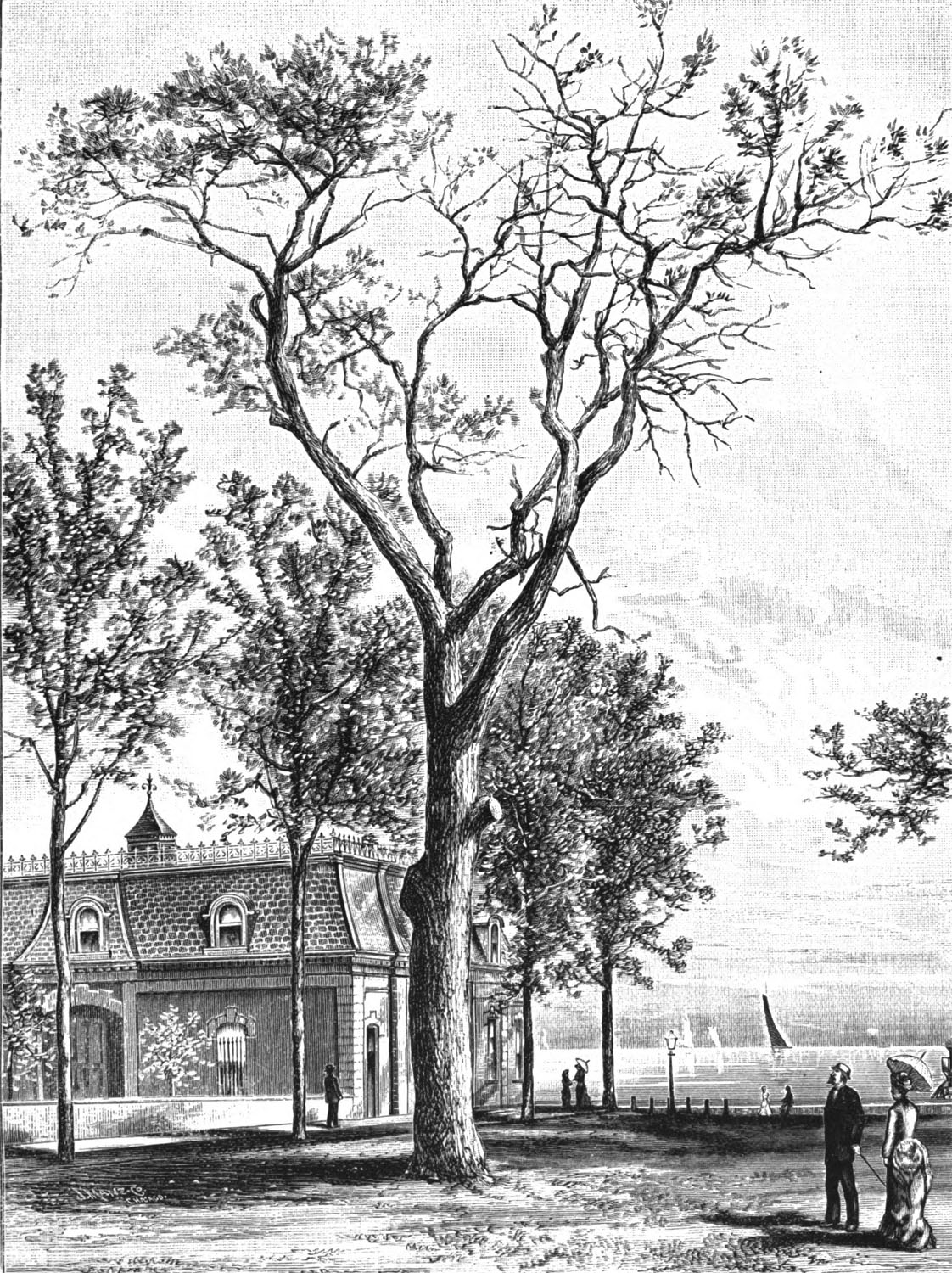 Engraving showing the cottonwood tree supposed to have marked the location of the start of the Battle of Fort Dearborn in 1812.