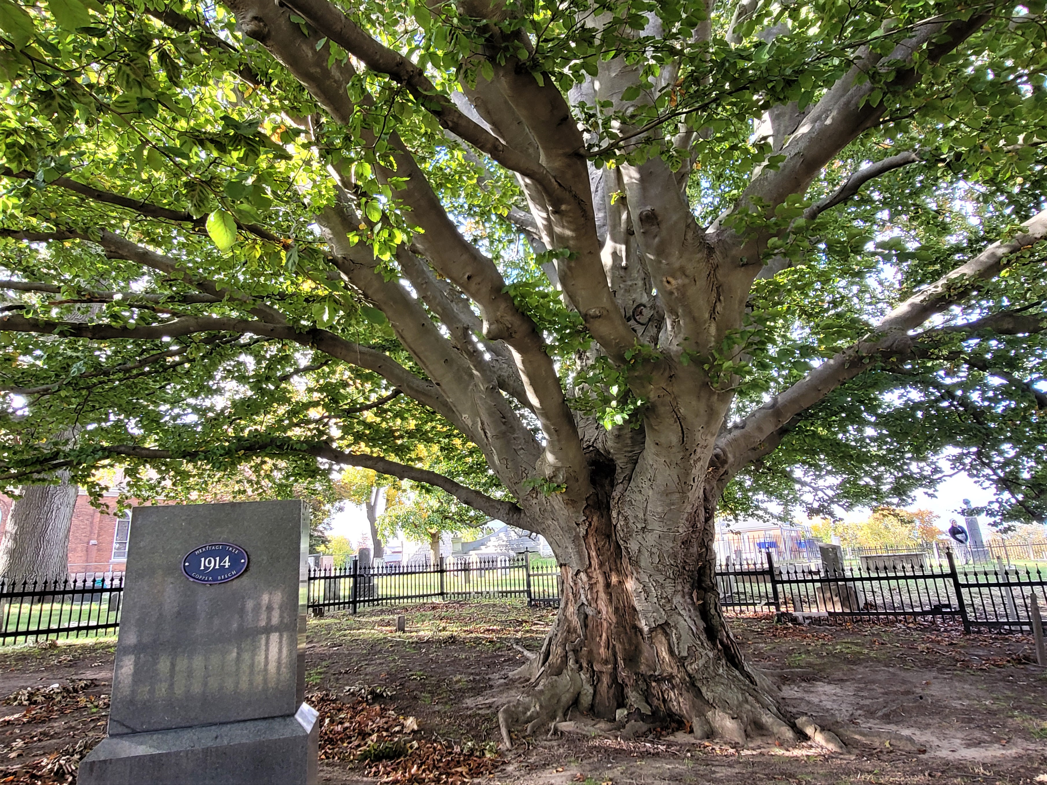 The Copper Beech Tree, planted in Drummond Hill Cemetery in 1914 to commemorate the 100th anniversary of the Battle of Lundy's Lane, consists of one mature beech tree which serves as a reminder of the city's abundant history with the War of 1812.