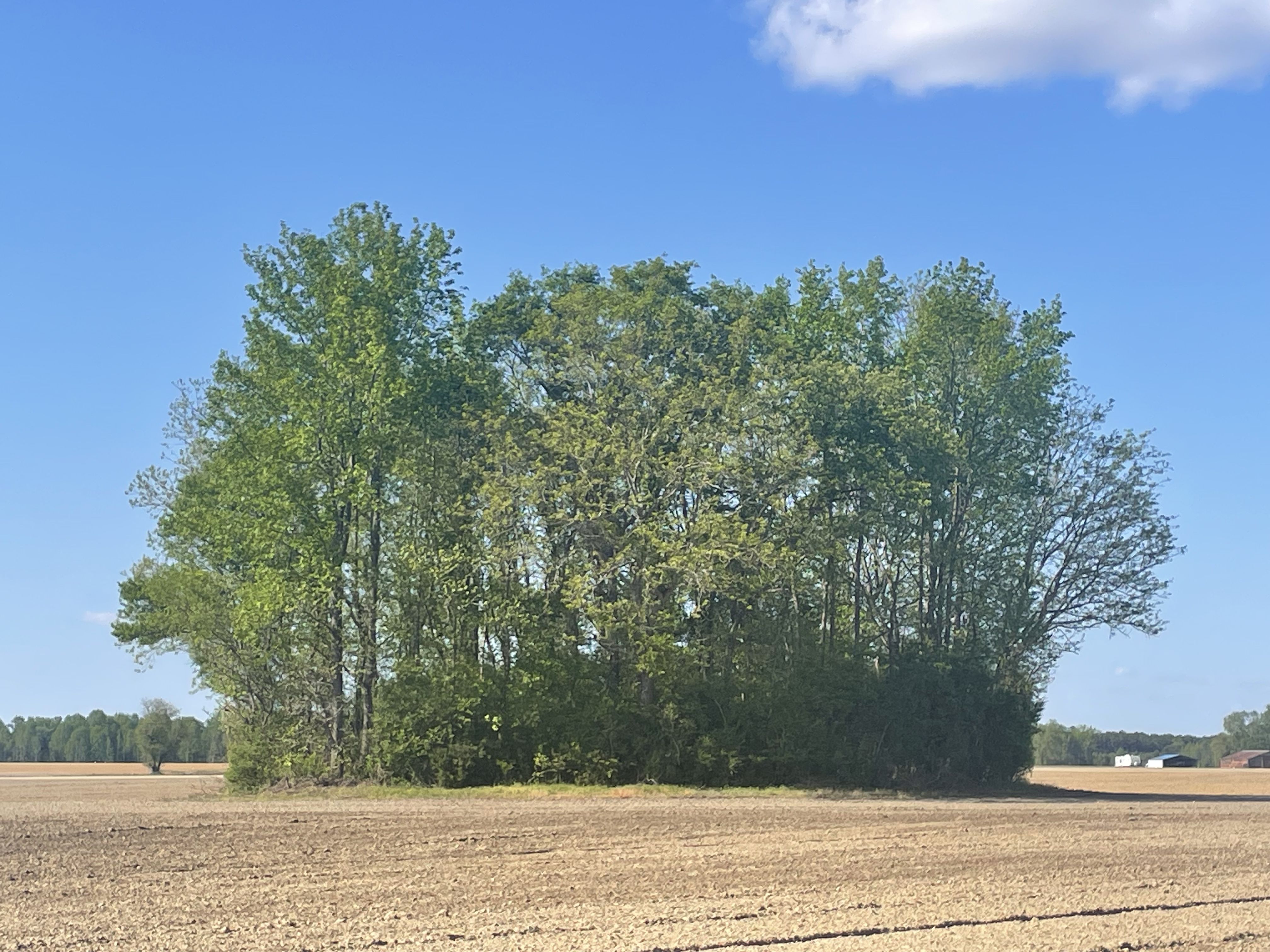 A circular patch of trees remains in a field at 35°29′37.12″N 77°51′30.57″W in eastern North Carolina. This land is not plowed due to an easement the government took on the land around where a nuclear bomb landed during the 1961 Goldsboro B-52 crash. The nuclear bomb was only partially recovered and the secondary portion of it remains underneath this piece of land.