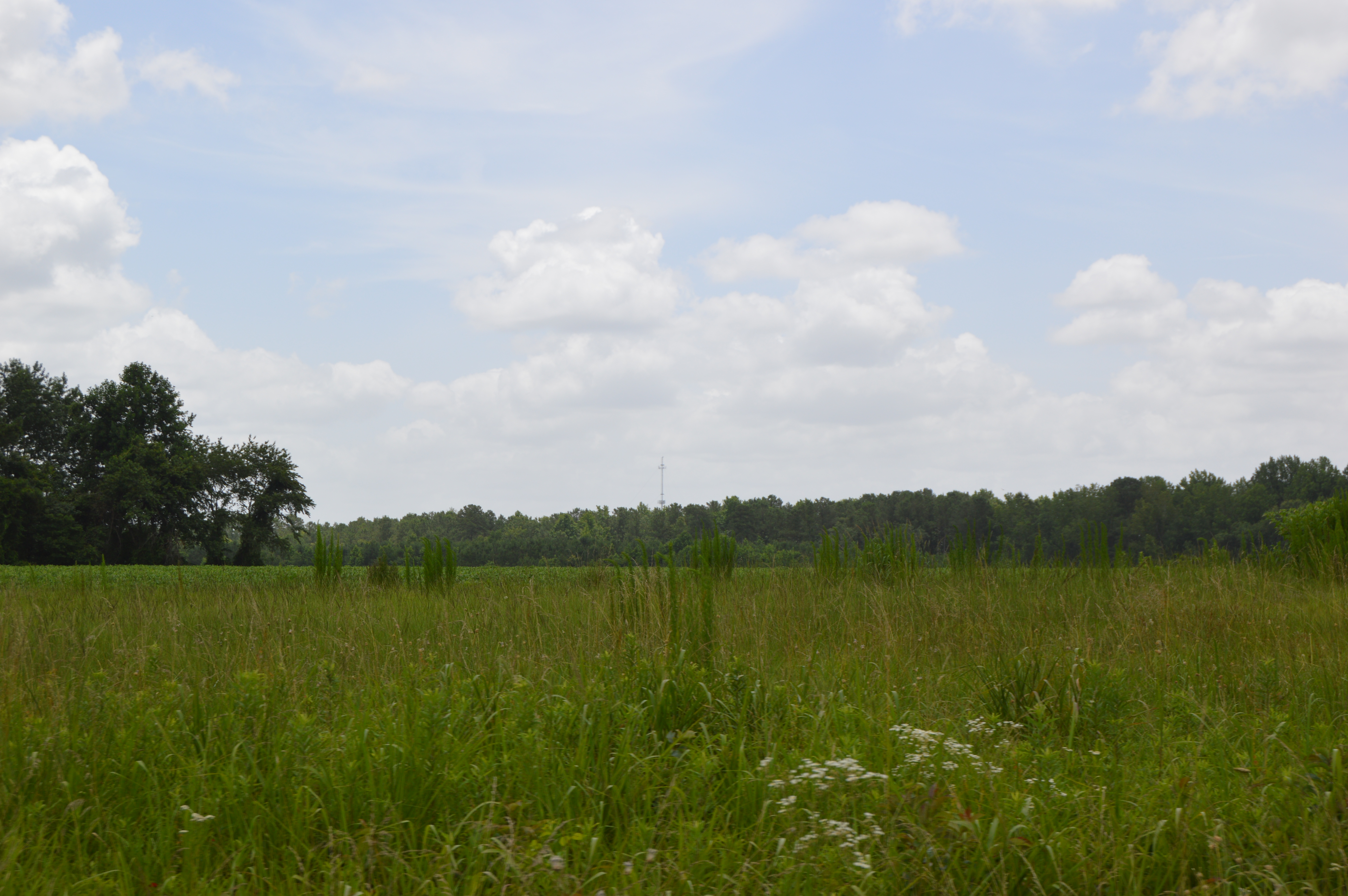 Fields along British Road in the northwestern corner of Jones County, North Carolina, United States.  This is part of the battlefield from the Battle of Wyse Fork, fought just before the end of the American Civil War; it is listed on the National Register of Historic Places as a historic district.