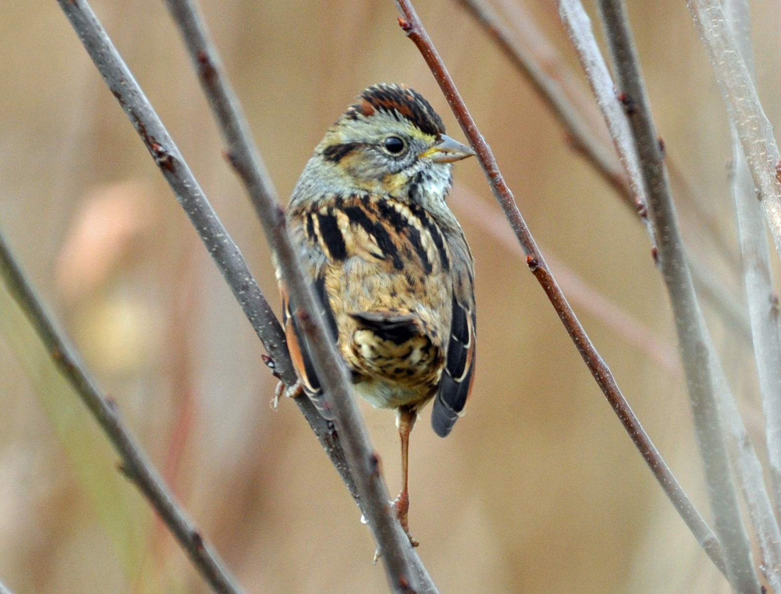 Swamp Sparrow taken at Lake Mattamuskeet, NC