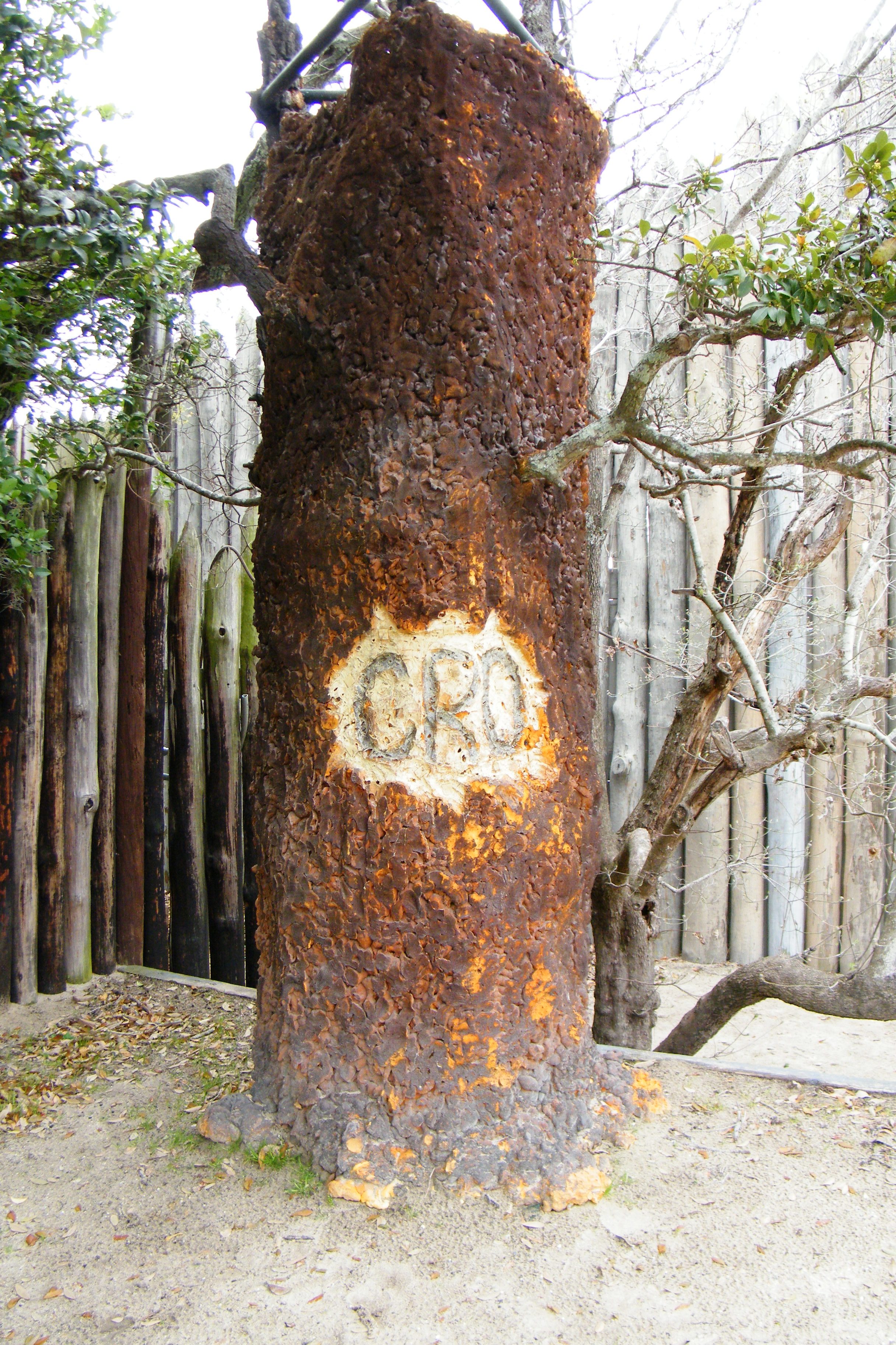 "CRO" written on a tree, part of the Lost Colony performance at Fort Raleigh National Historic Site.
