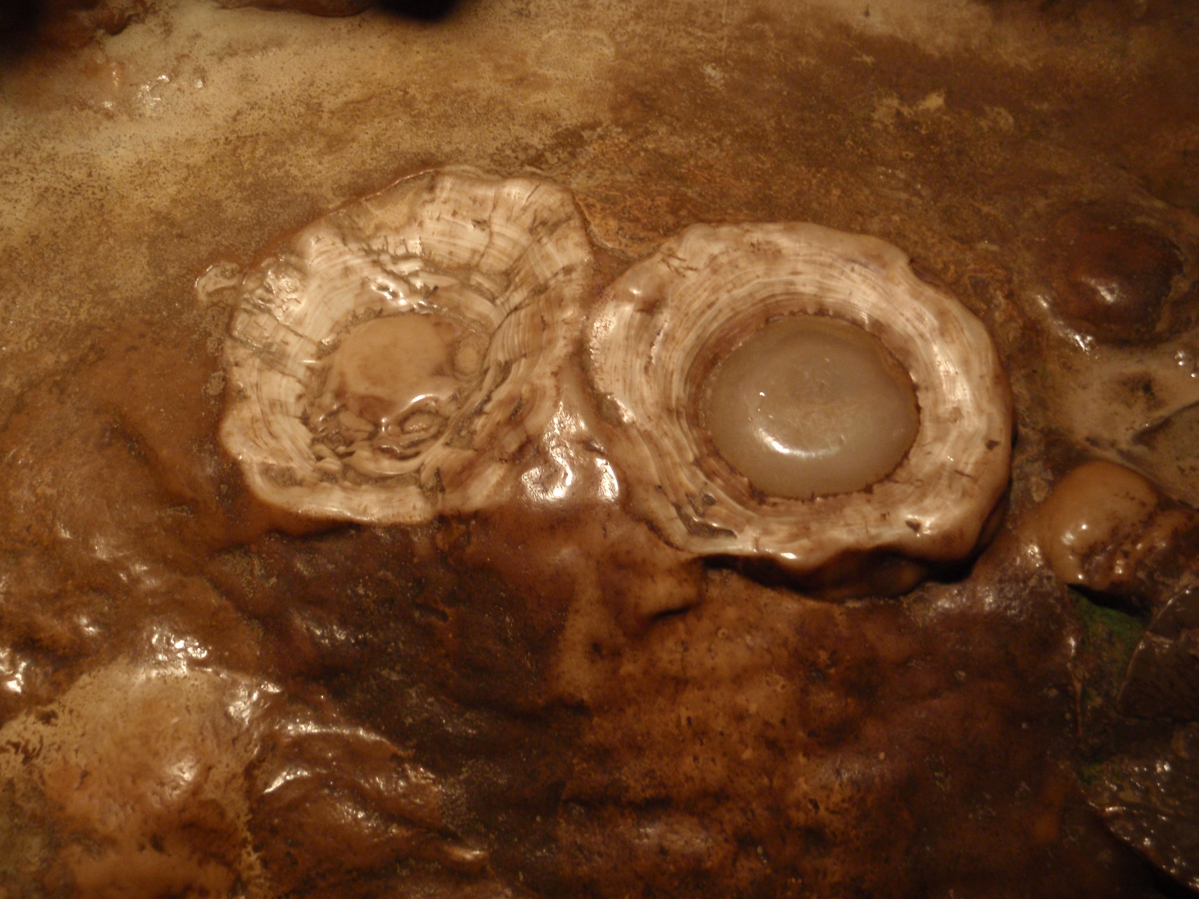Image of the "Fried Eggs" rock formation at Luray Caverns.
Category:Luray Caverns