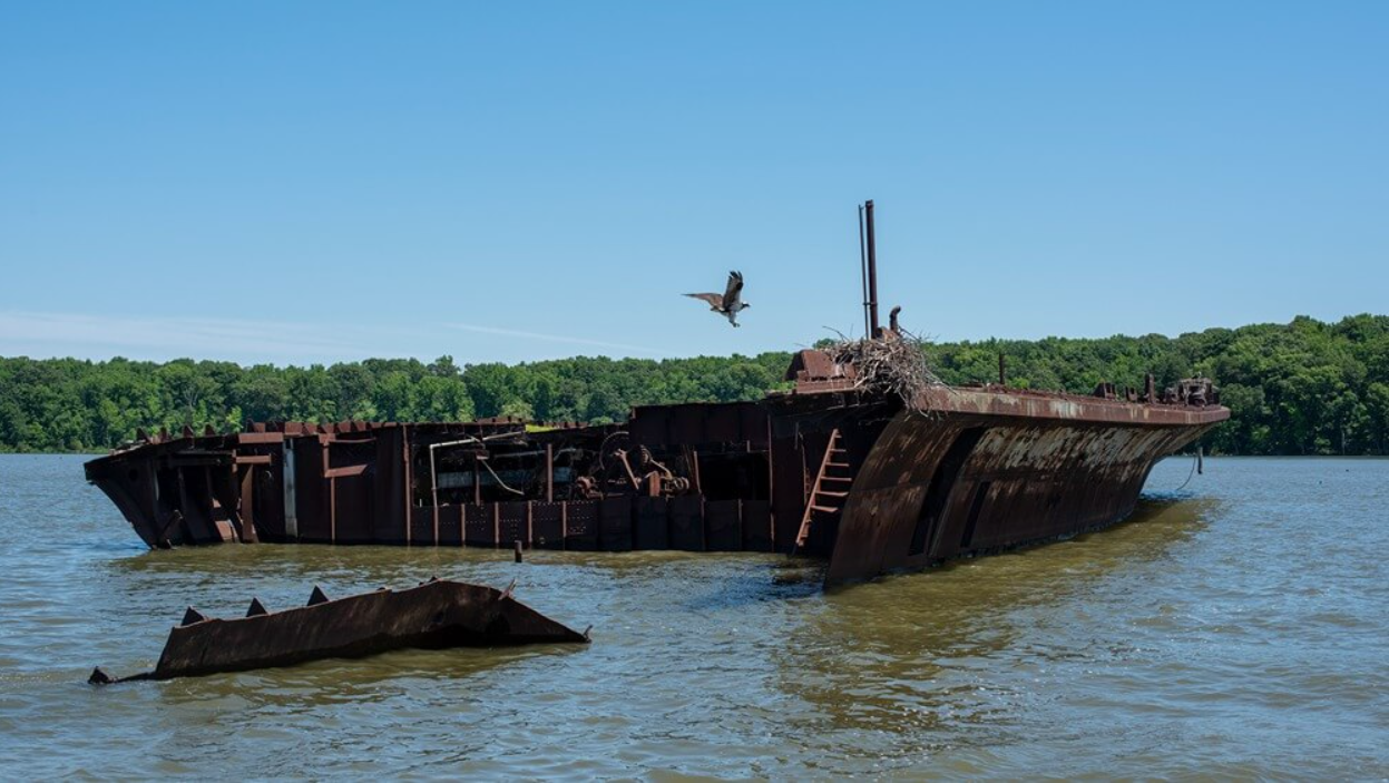 An osprey approaches its nest on the stern of the wreck of SS Accomac at Mallows Bay in the Mallows Bay–Potomac River National Marine Sanctuary in Charles County, Maryland.