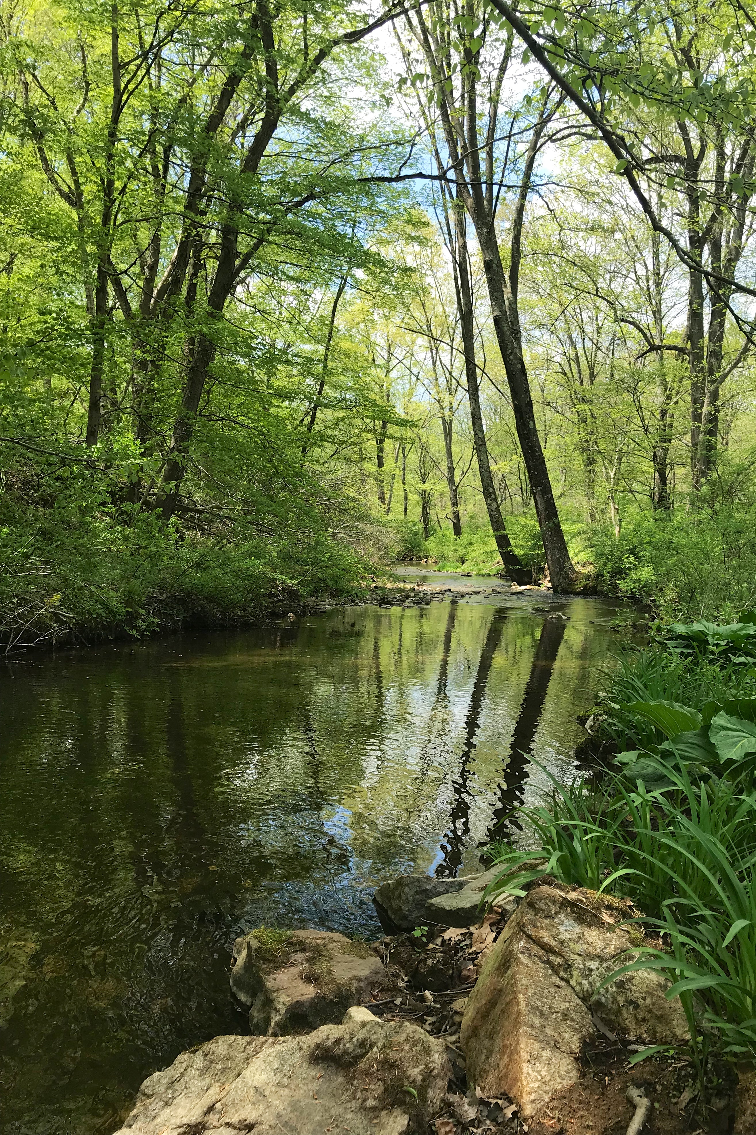 The Bamboo Brook at the Bamboo Brook Outdoor Education Center in Chester Township, New Jersey. It is a tributary of the Lamington River.