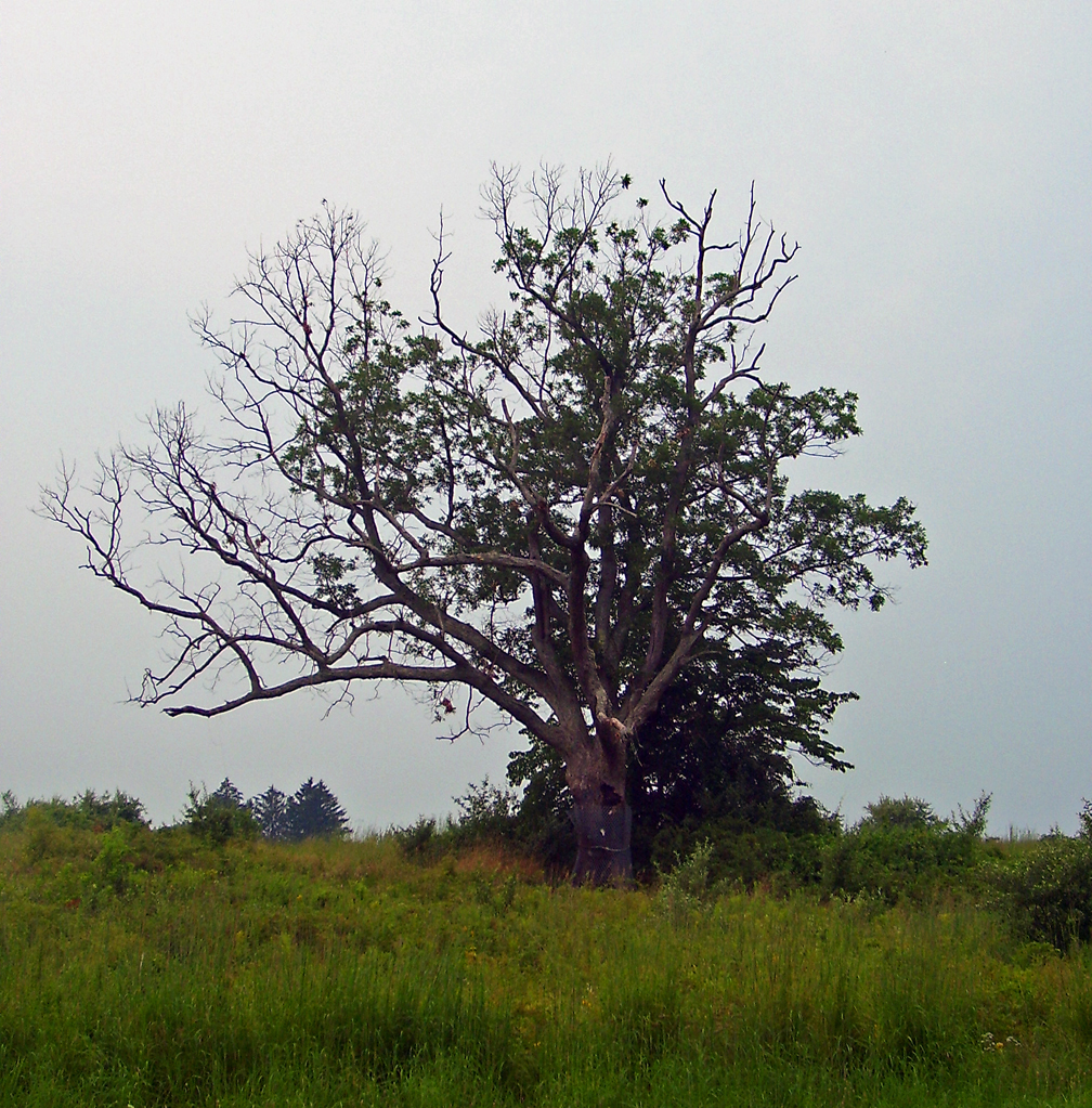 Photographed by Daniel Case 2006-07-27.

en:Category:Individual oak trees