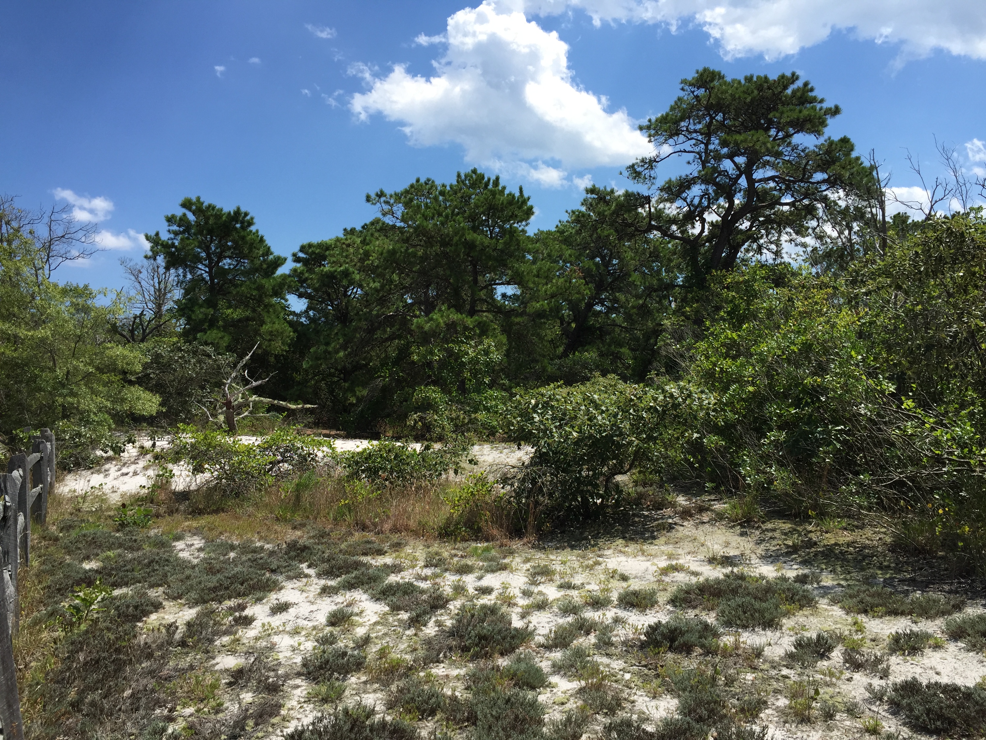 Grove of Pitch Pine along the Reed's Road Maritime Forest Trail in Island Beach State Park, New Jersey