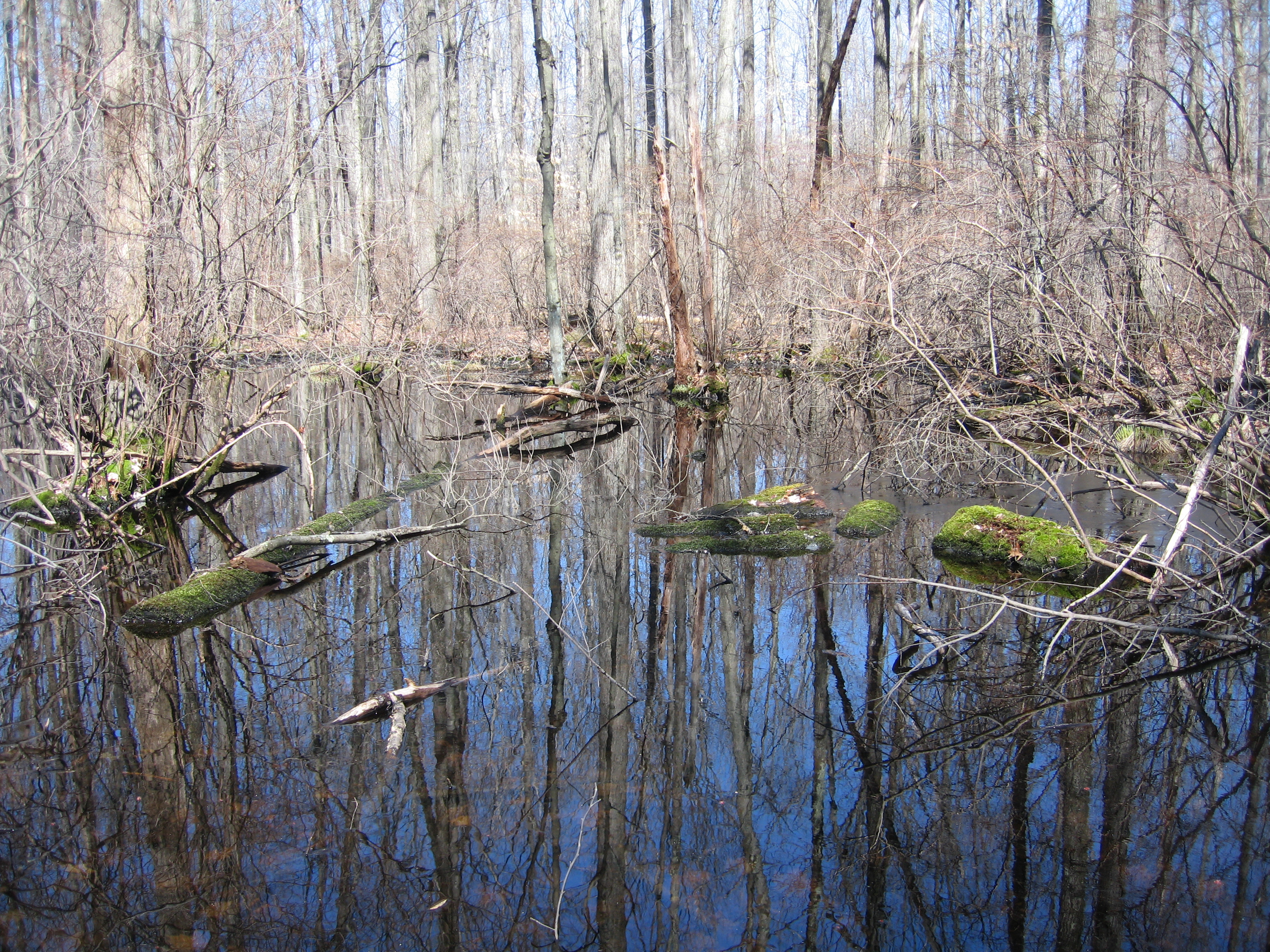 Great Swamp National Wildlife Refuge New Jersey
