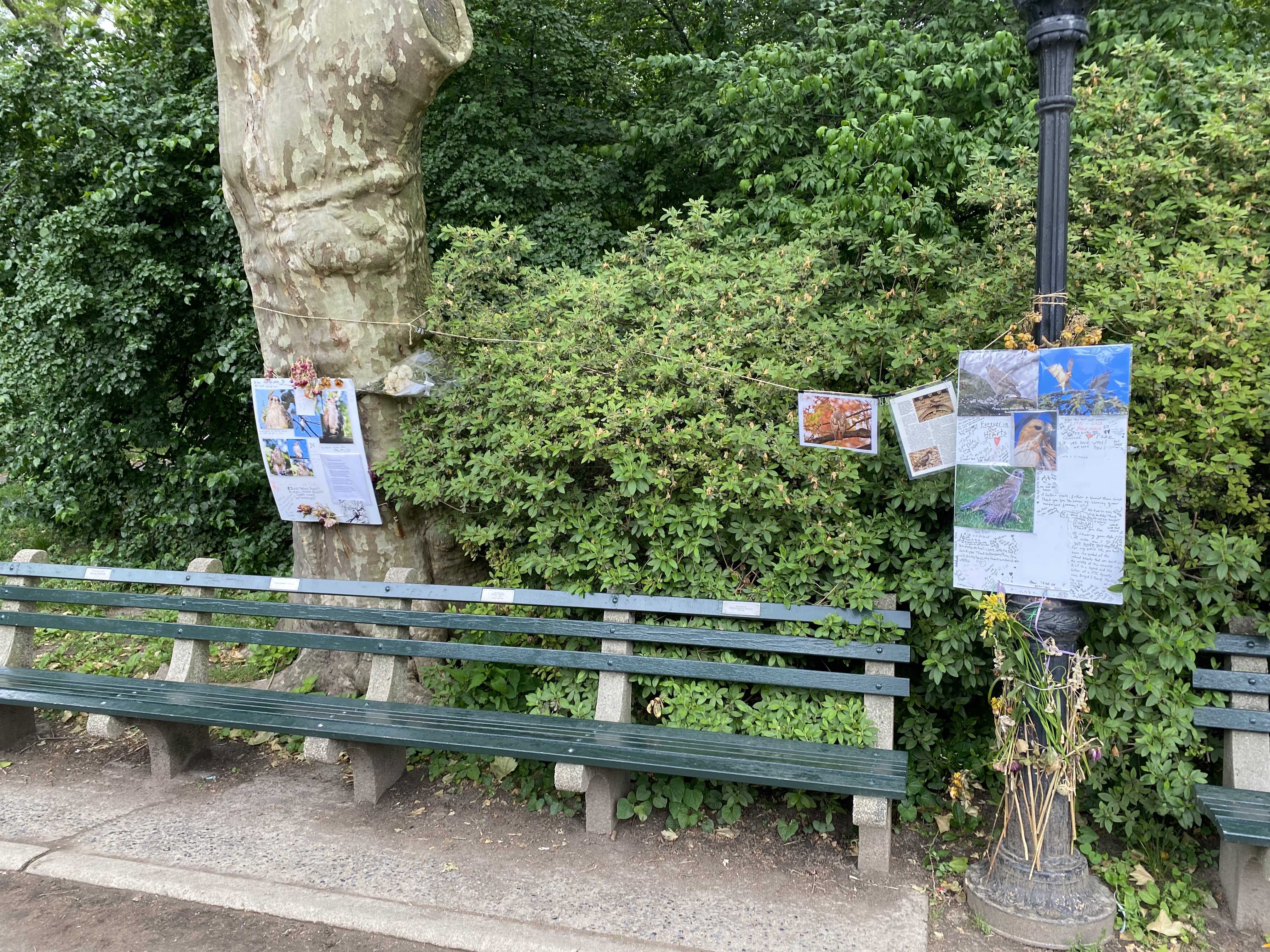 Makeshift Memorial to Pale Male, a Red-Tailed Hawk who lived in Central Park.