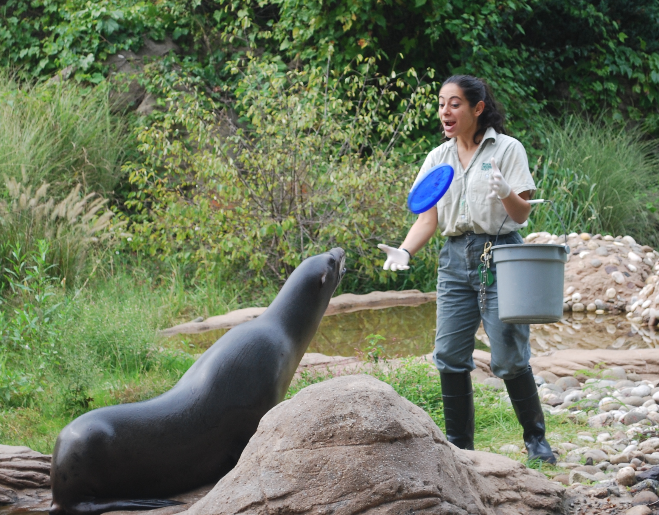 A trainer plays with a California Sea Lion (Zalophus californianus) at the Bronx Zoo, New York City